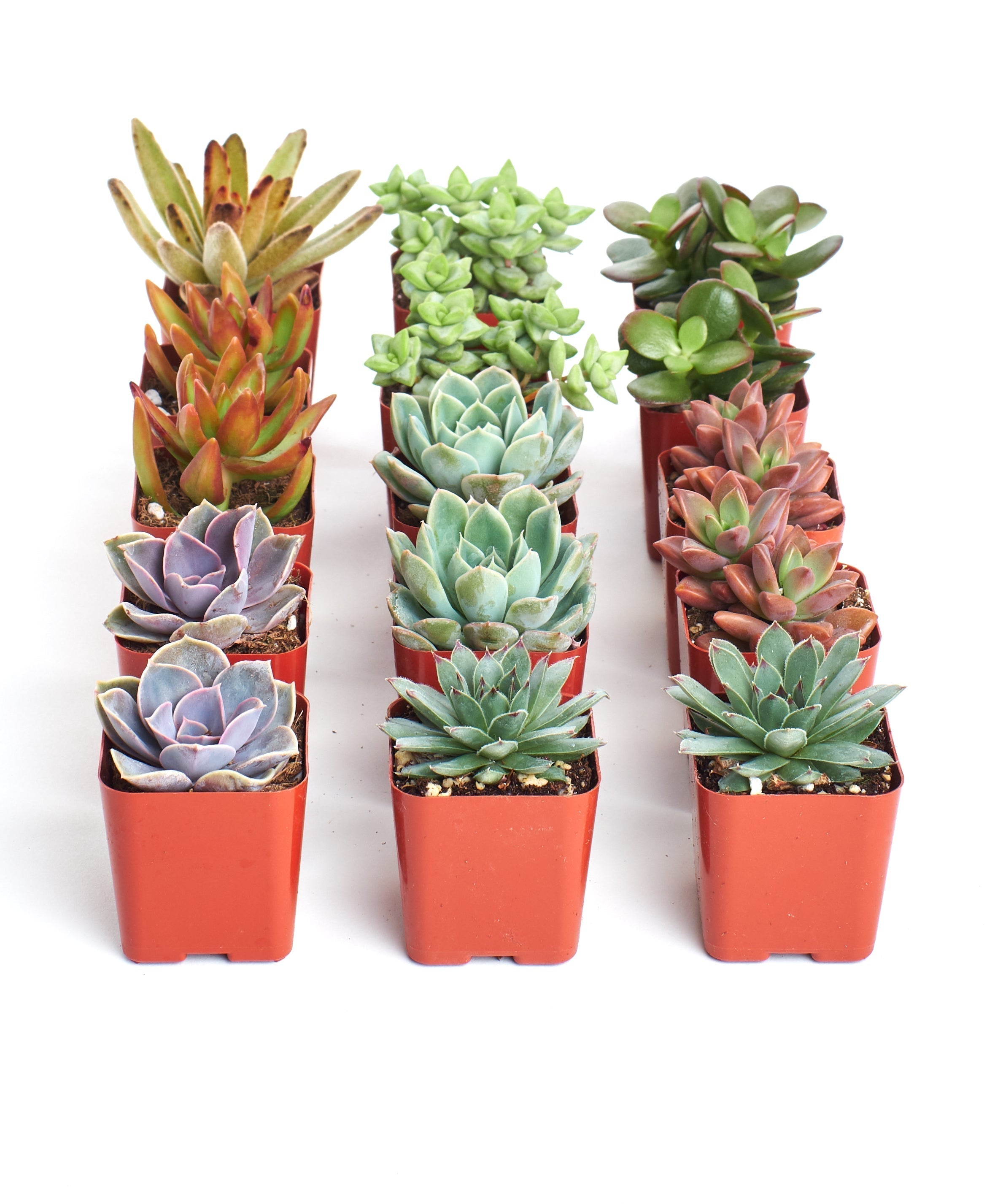 Assorted Mini Succulent Collection