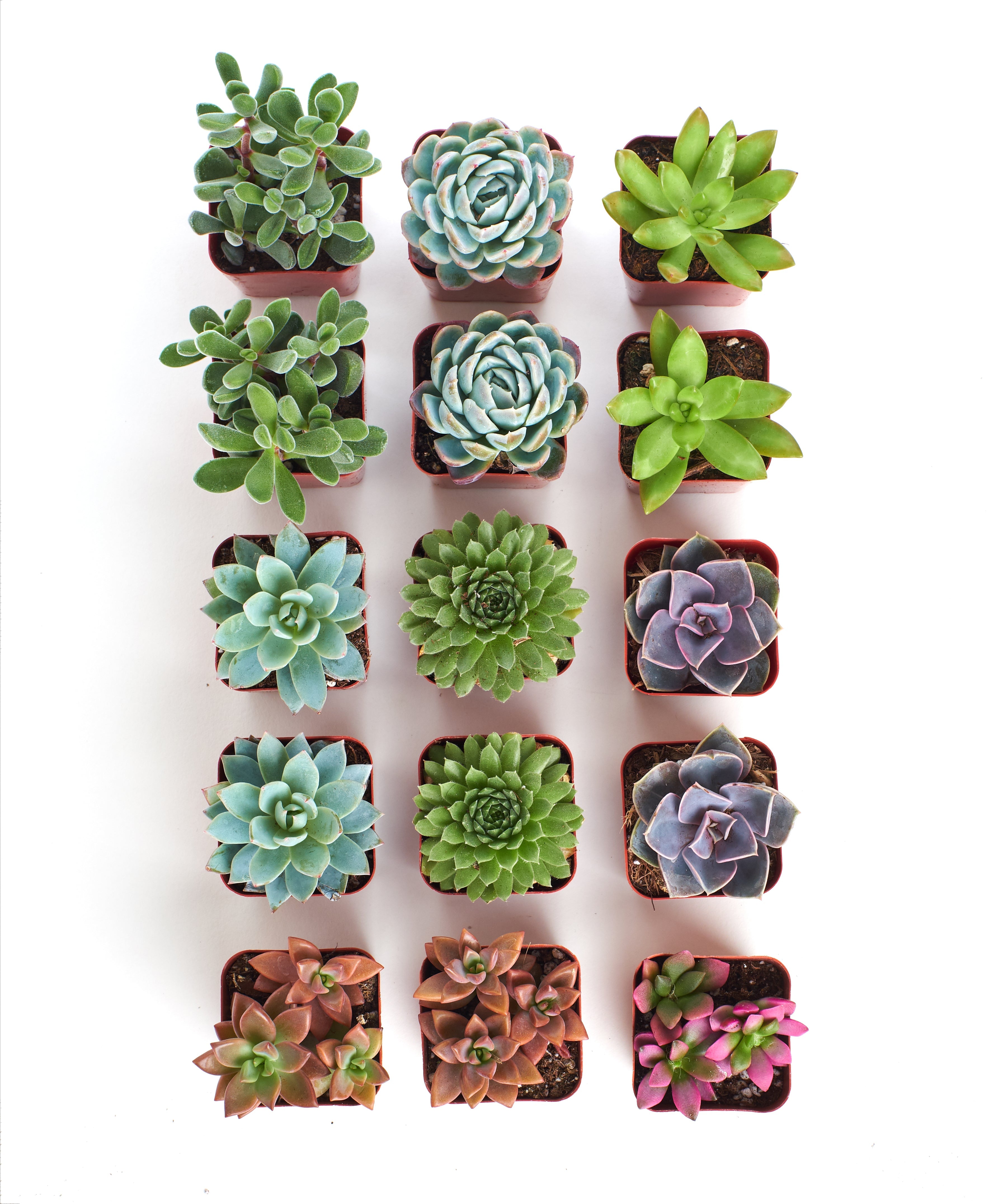 Assorted Mini Succulent Collection