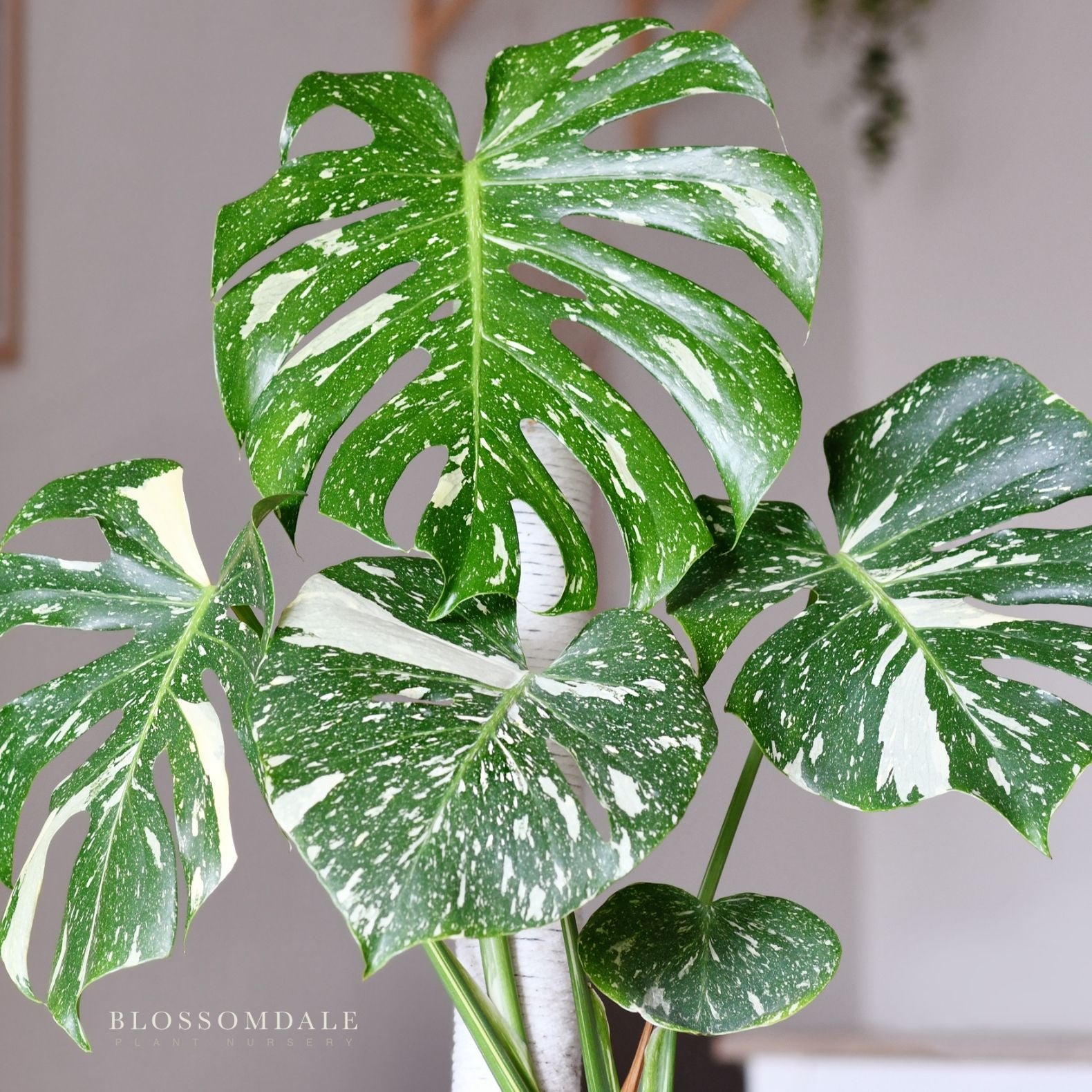 buy thai constellation monstera Monstera Thai Constellation