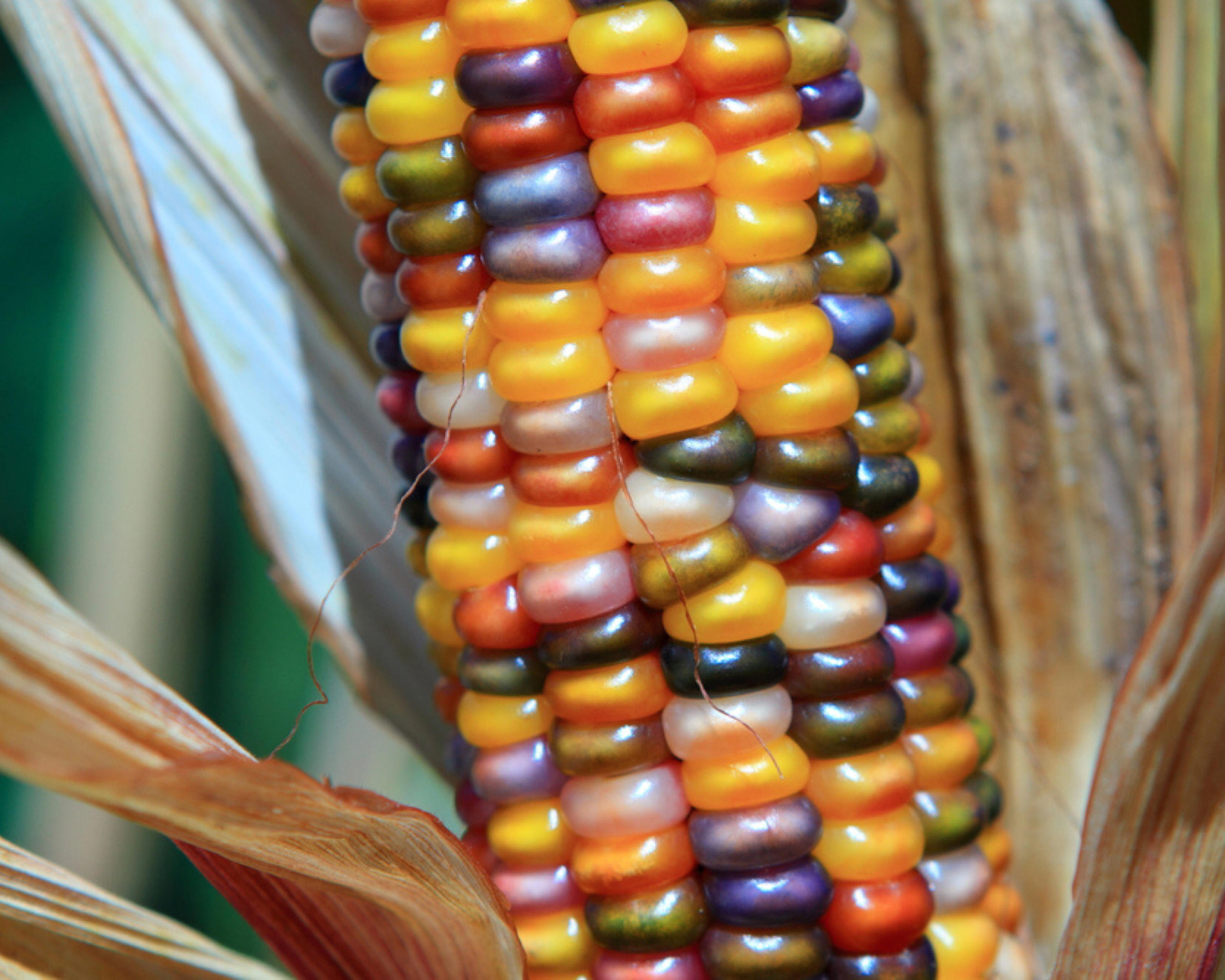 Glass Gem Corn Seeds