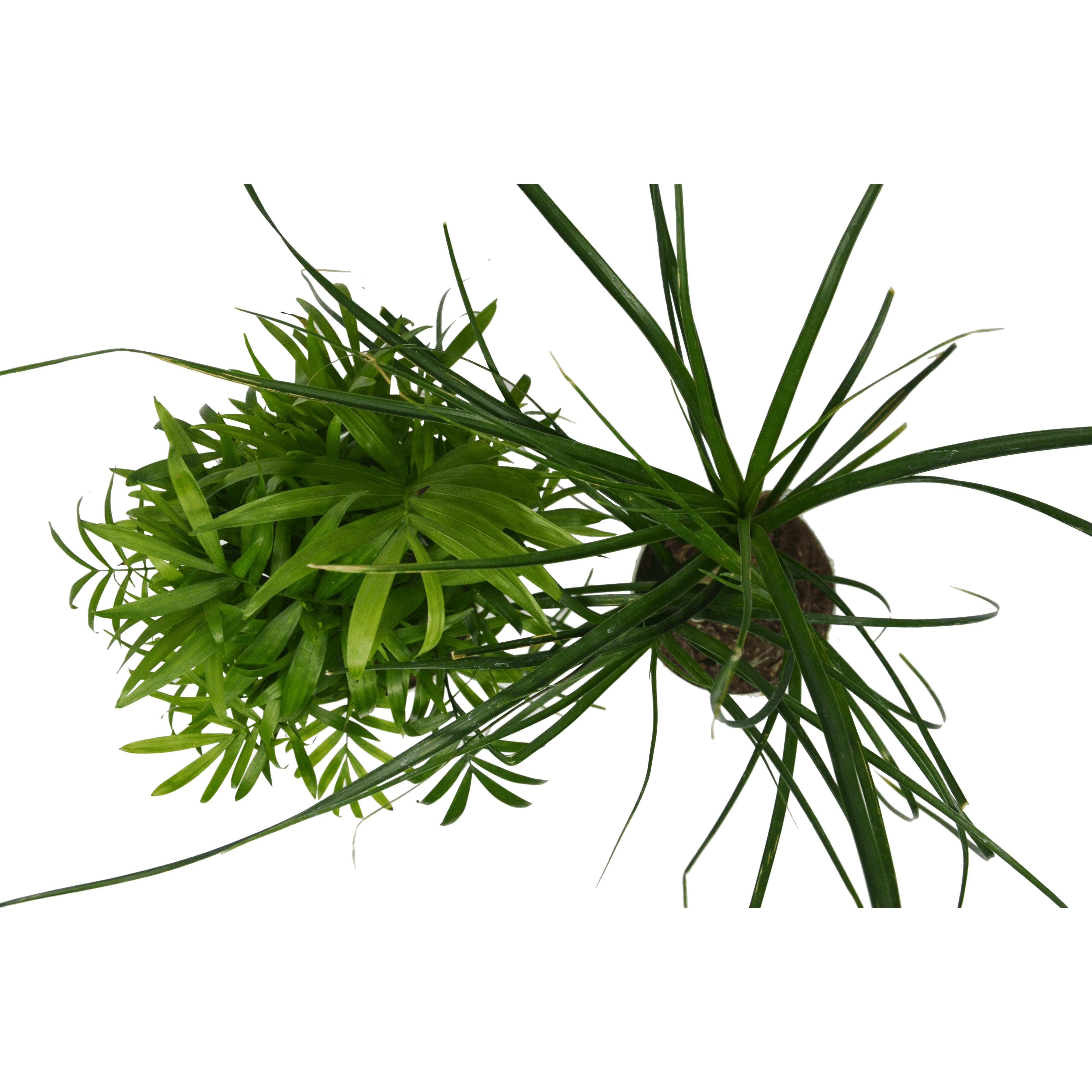 2 Palm Variety Pack / 4" Pots / Live Plant / House Plant House Plant Shop