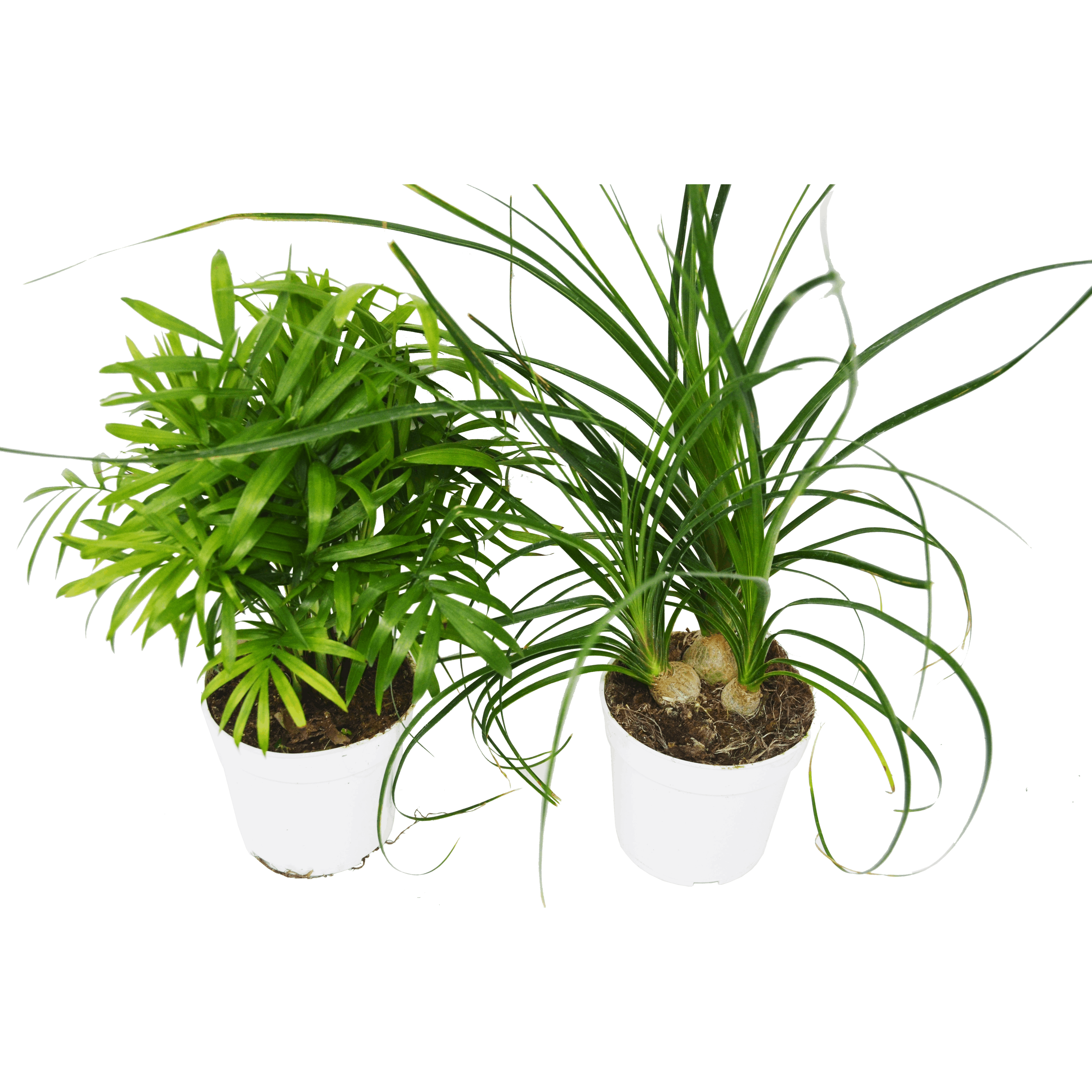 2 Palm Variety Pack / 4" Pots / Live Plant / House Plant House Plant Shop