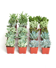 Blue & Green Mini Succulent Collection