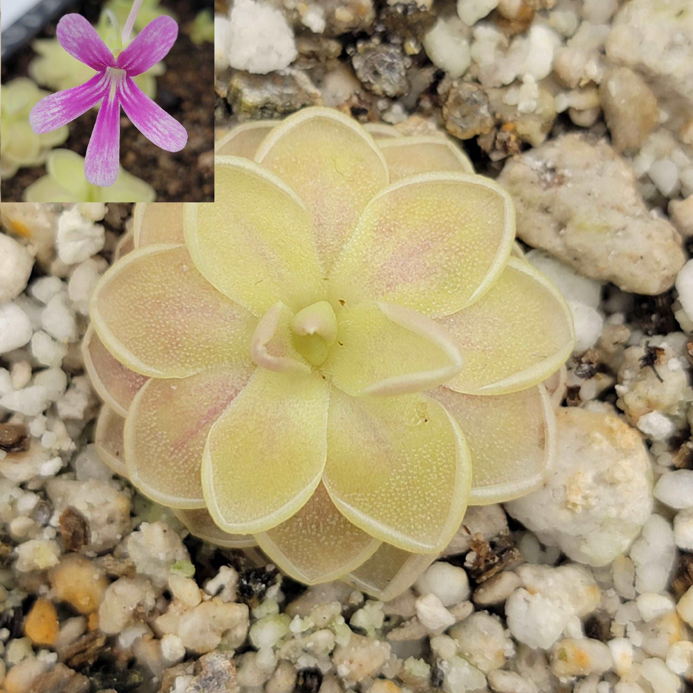 Pinguicula 