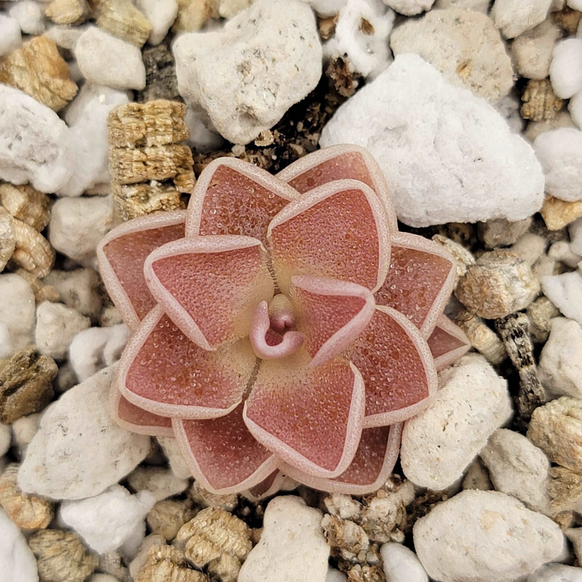 Pinguicula ehlersiae 'Victoria' Rainbow Carnivorous Plants LLC