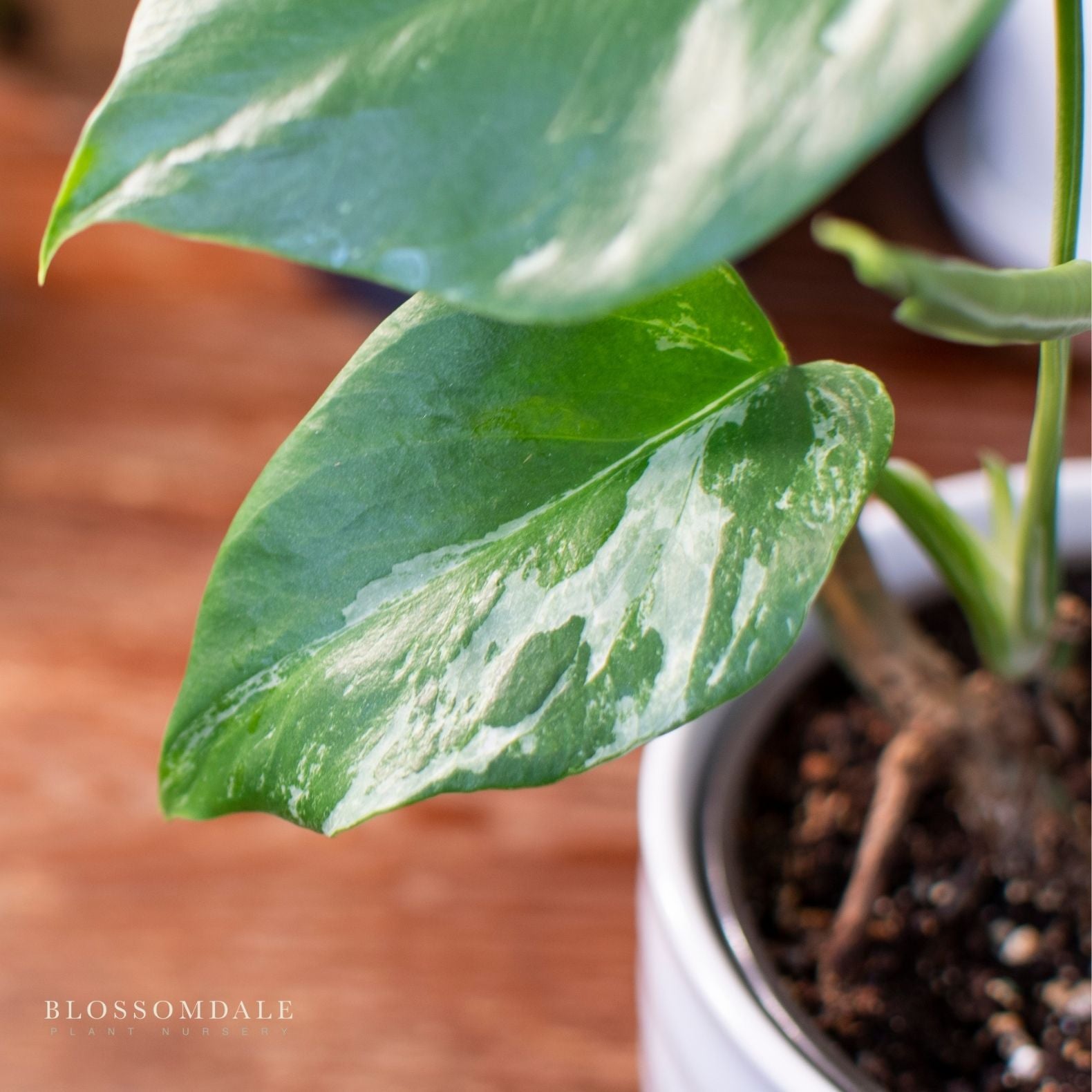 white sport pothos Epipremnum Albo Variegated - white-and-green foliage