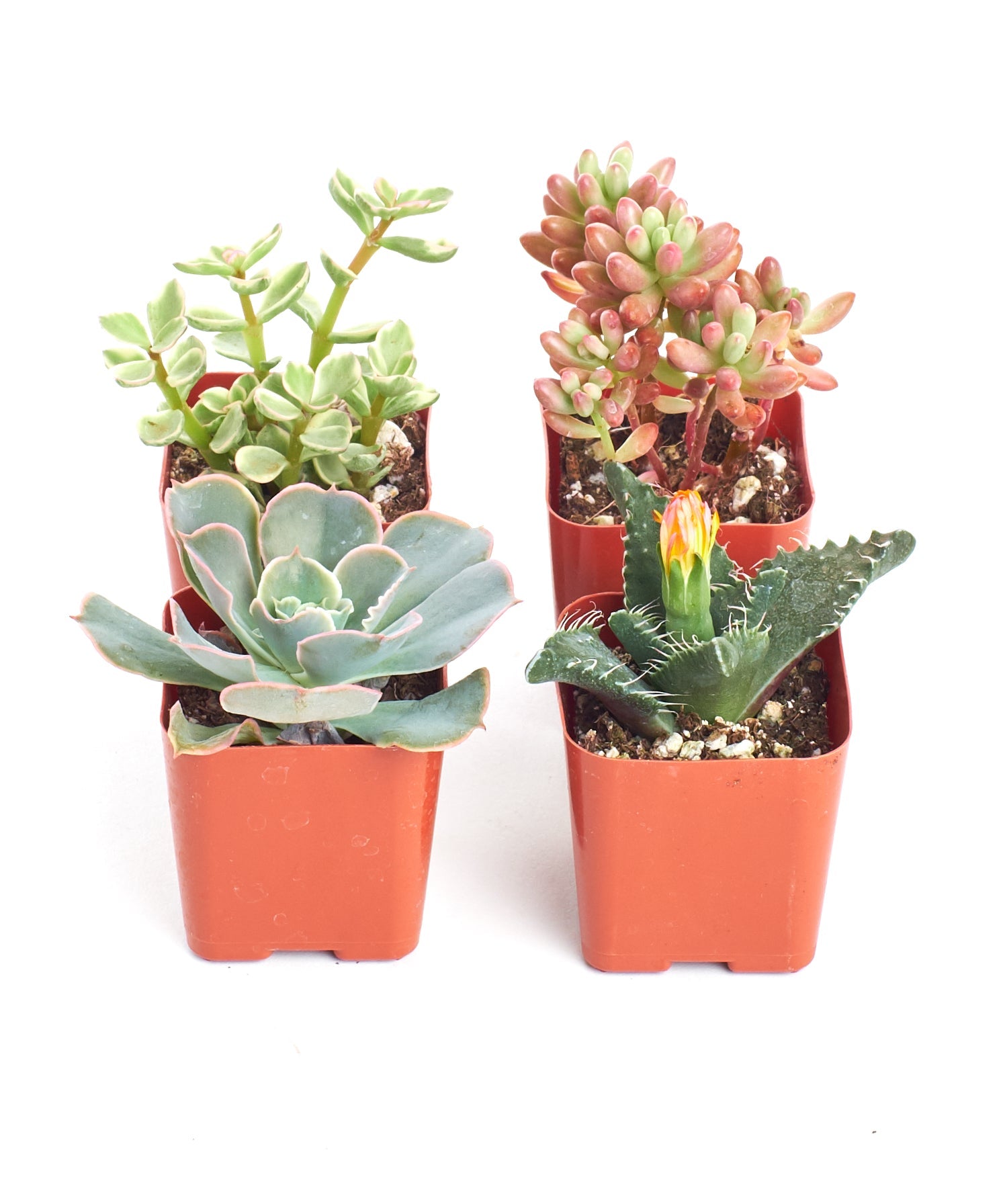 Assorted Mini Succulent Collection