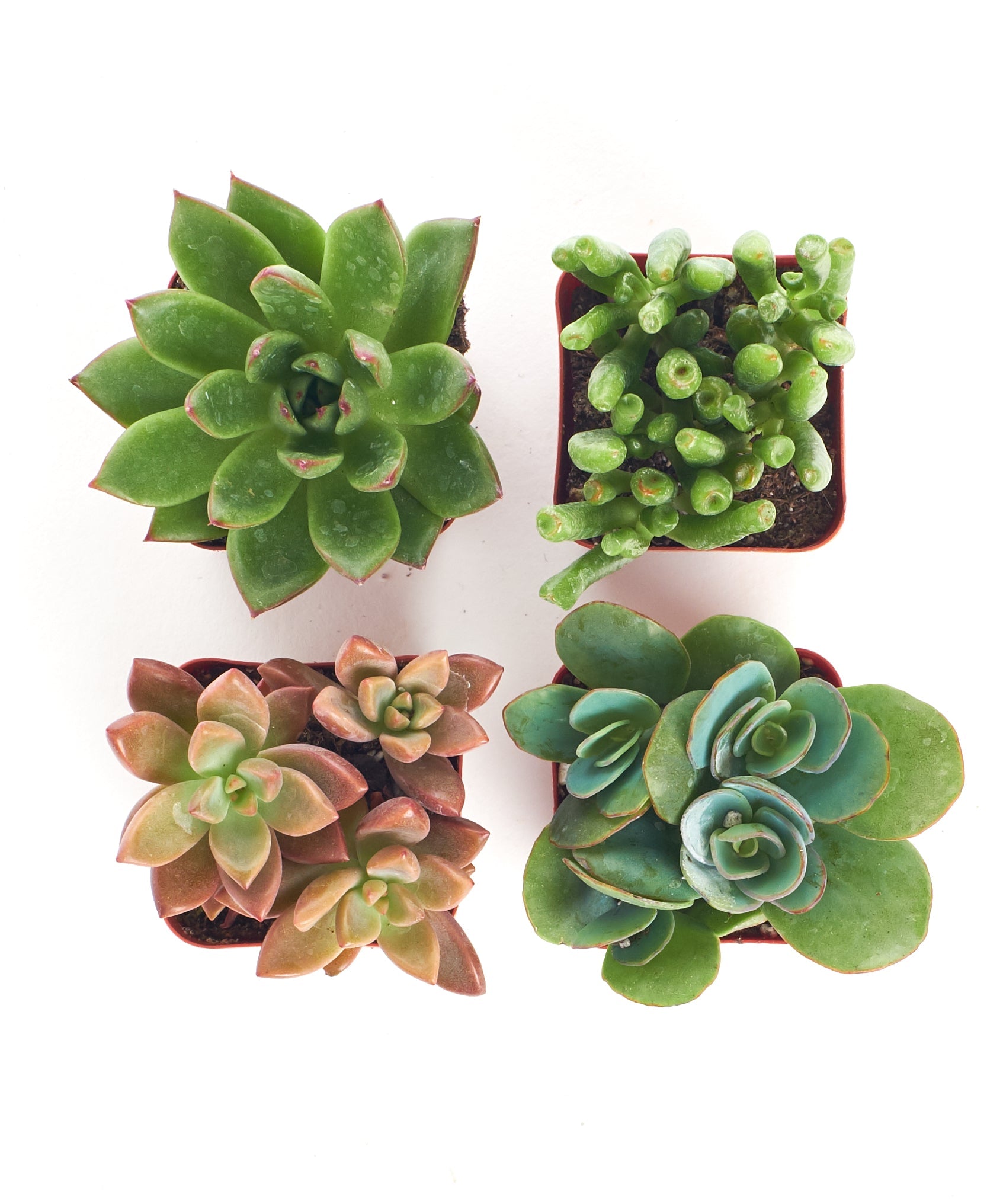 Assorted Mini Succulent Collection