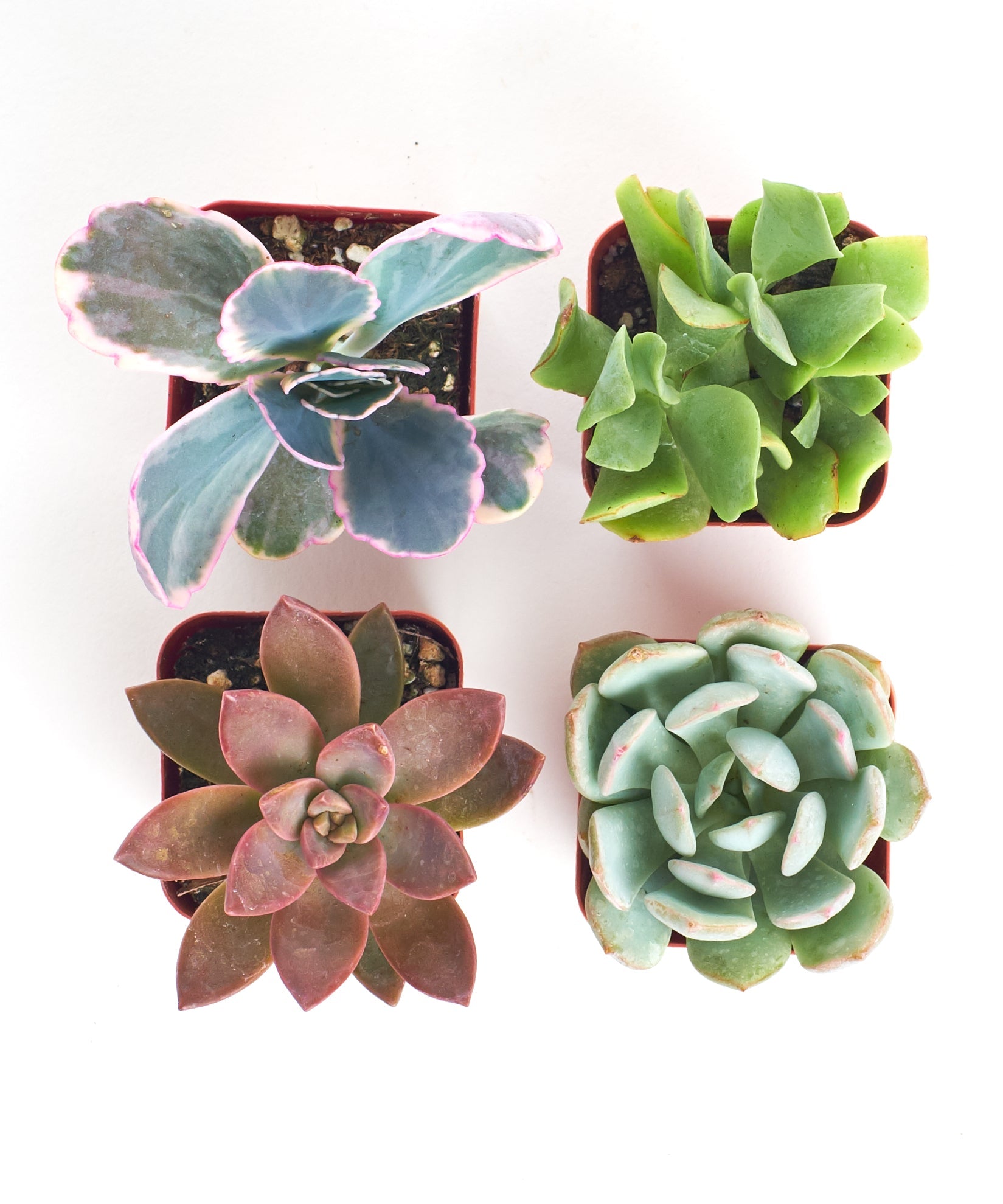Pastel Mini Succulent Collection