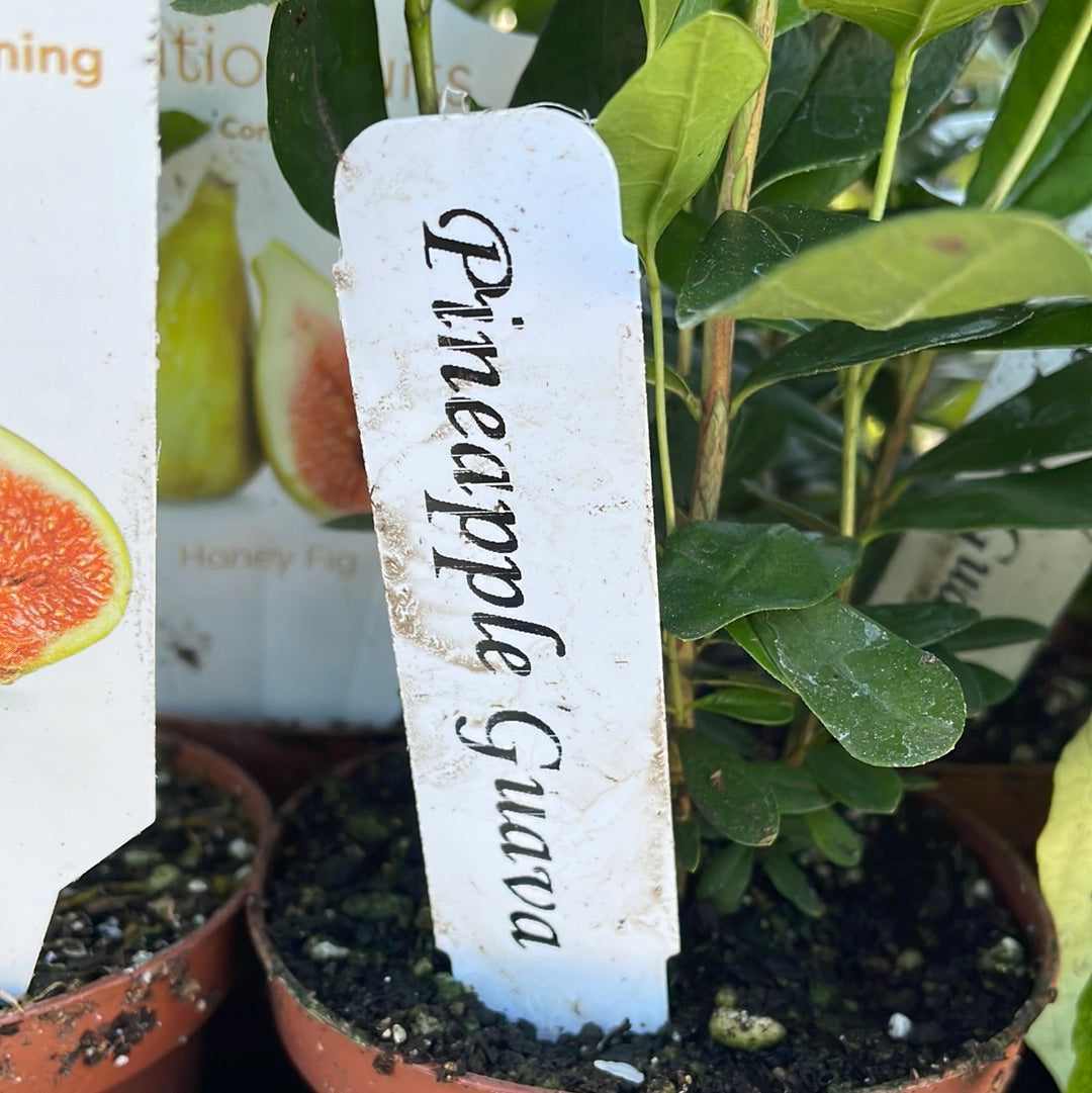 Patio fruits 2 Lovehopegrow