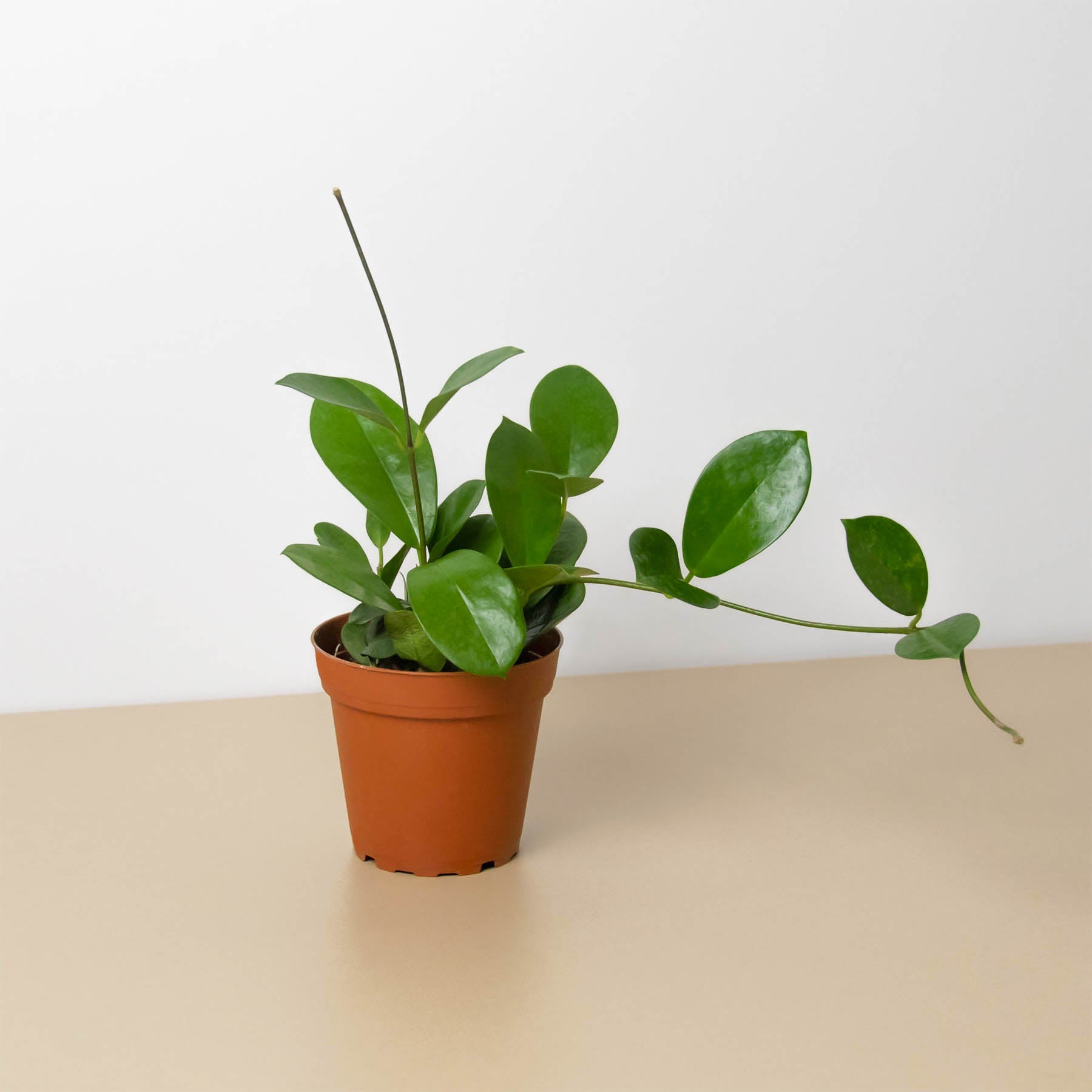 wax leaf indoor plant The Snobby Leaf | Hoya 'Australis' - 4 inch Pot