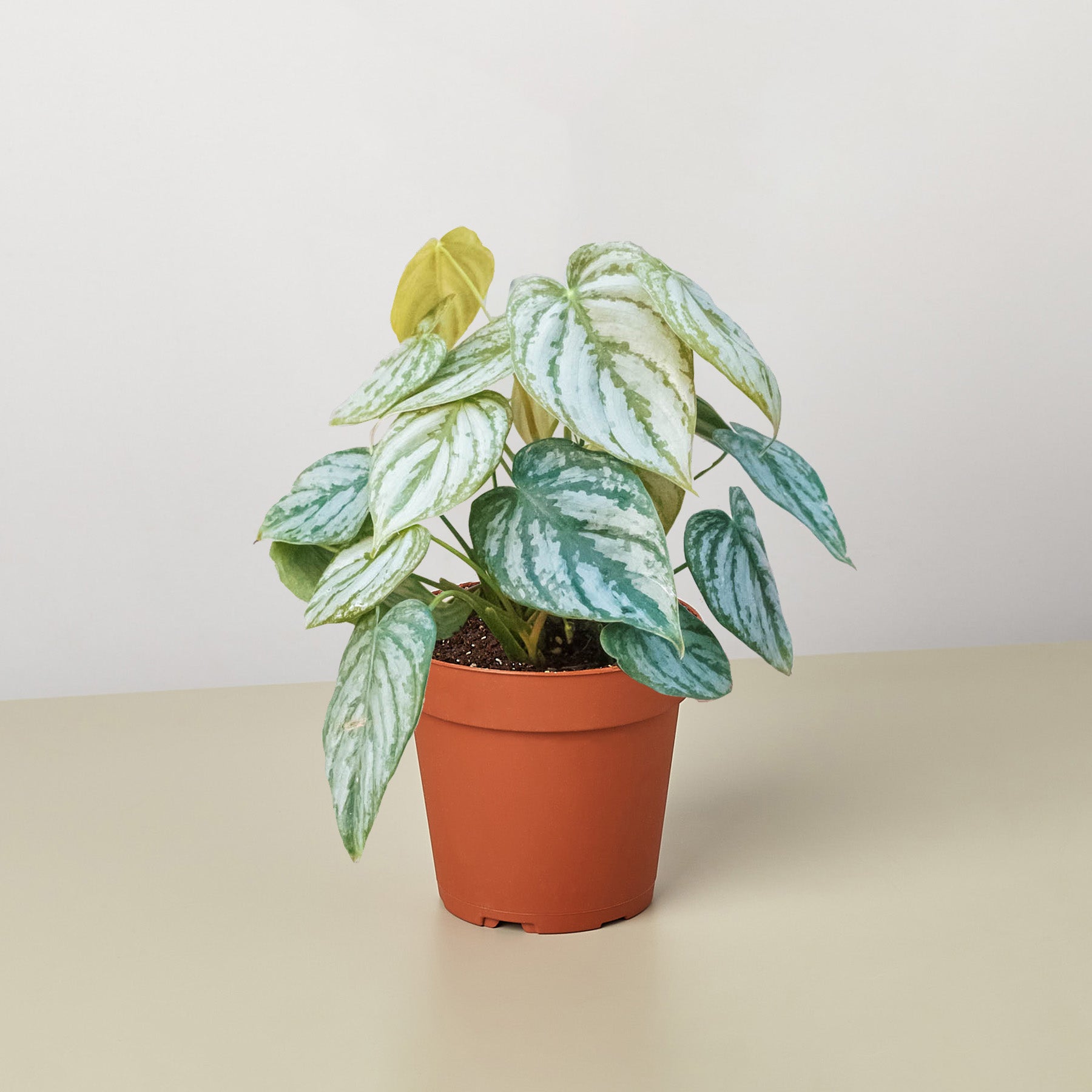 philodendron brandtianum pink Philodendron Brandi