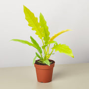 Philodendron 'Golden Ring of Fire'