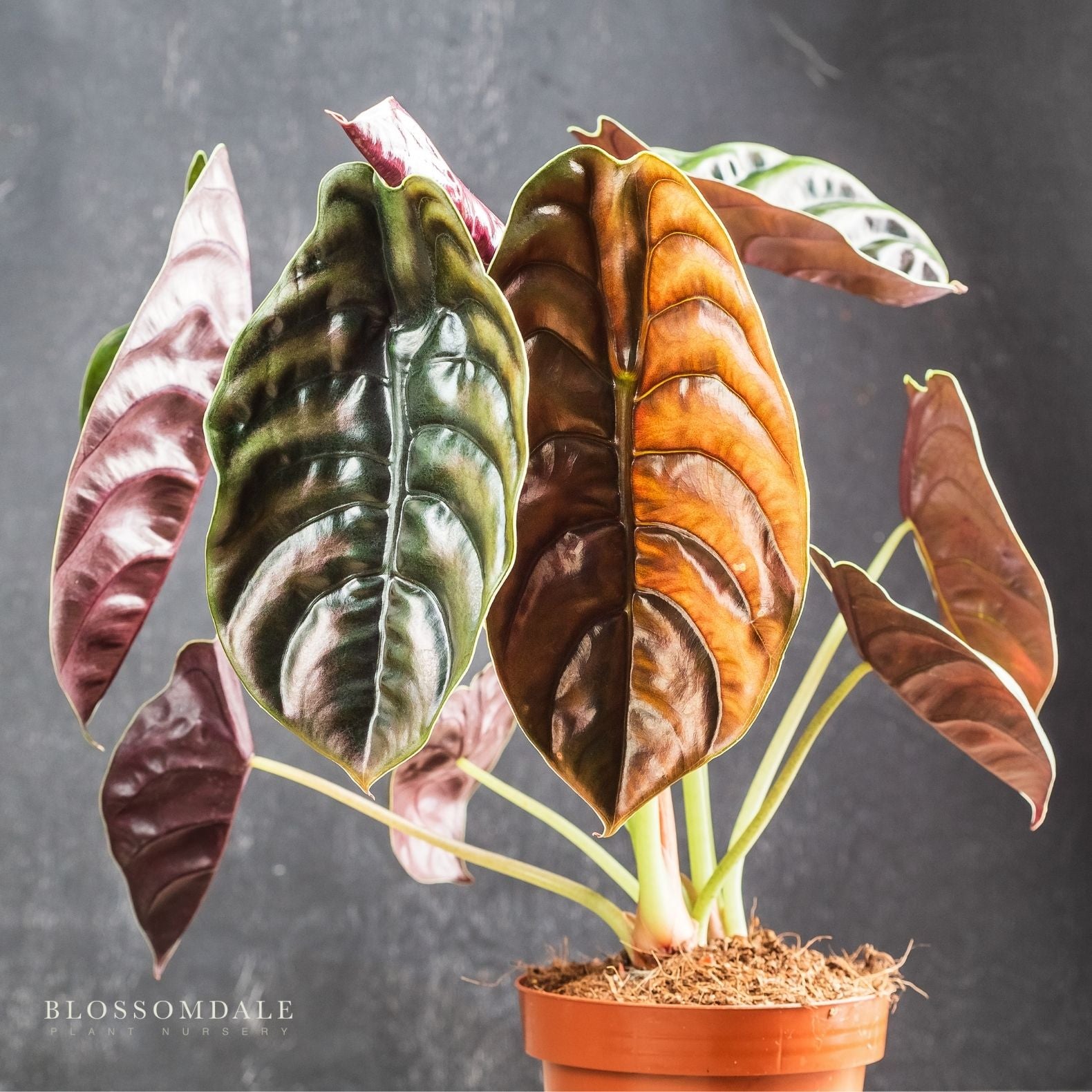 Alocasia Cuprea 'Red Secret' – Blossomdale