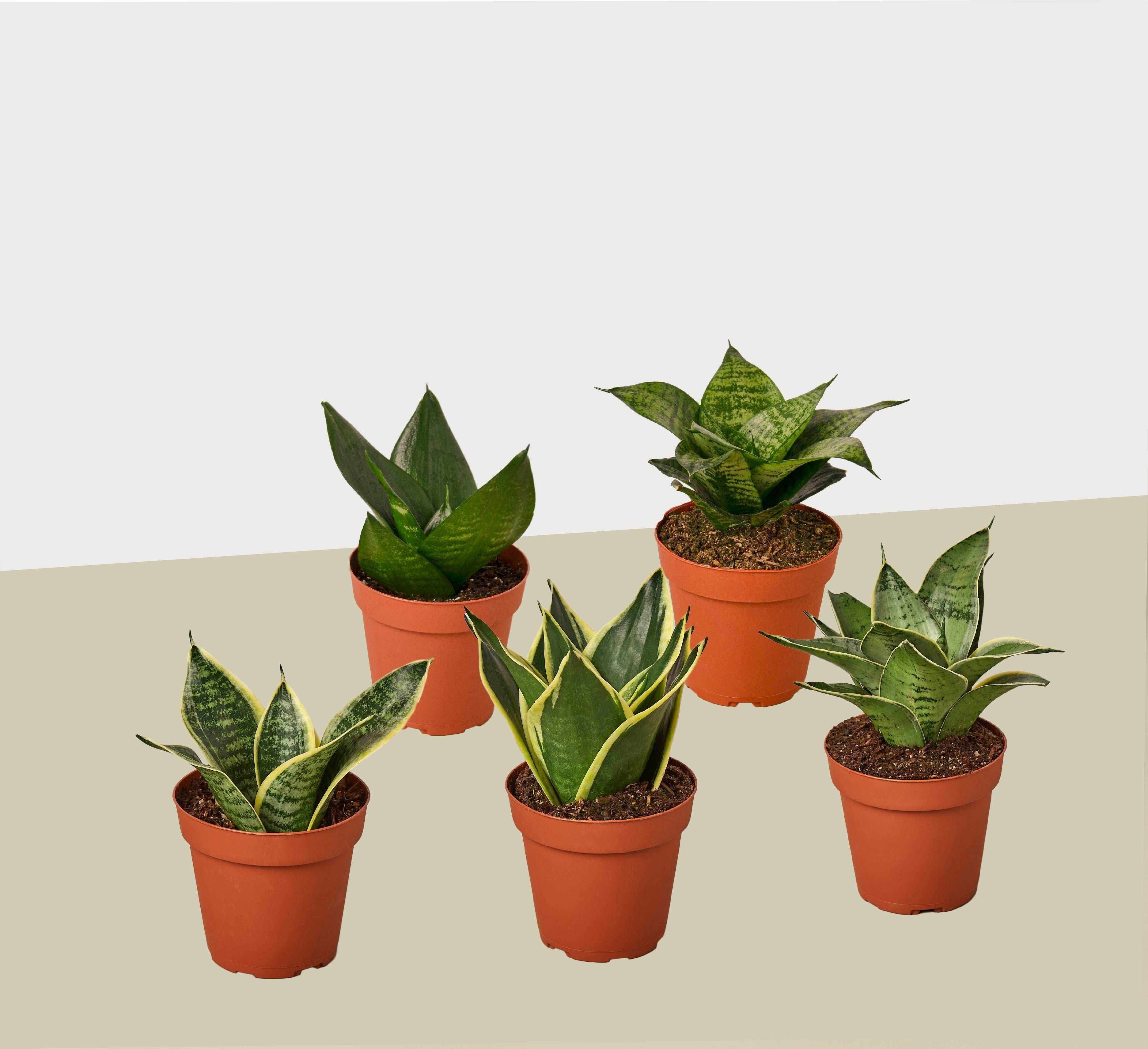 sansevieria plant vs snake plant 5 Different Snake Plants - Sansevieria - snake plants pack