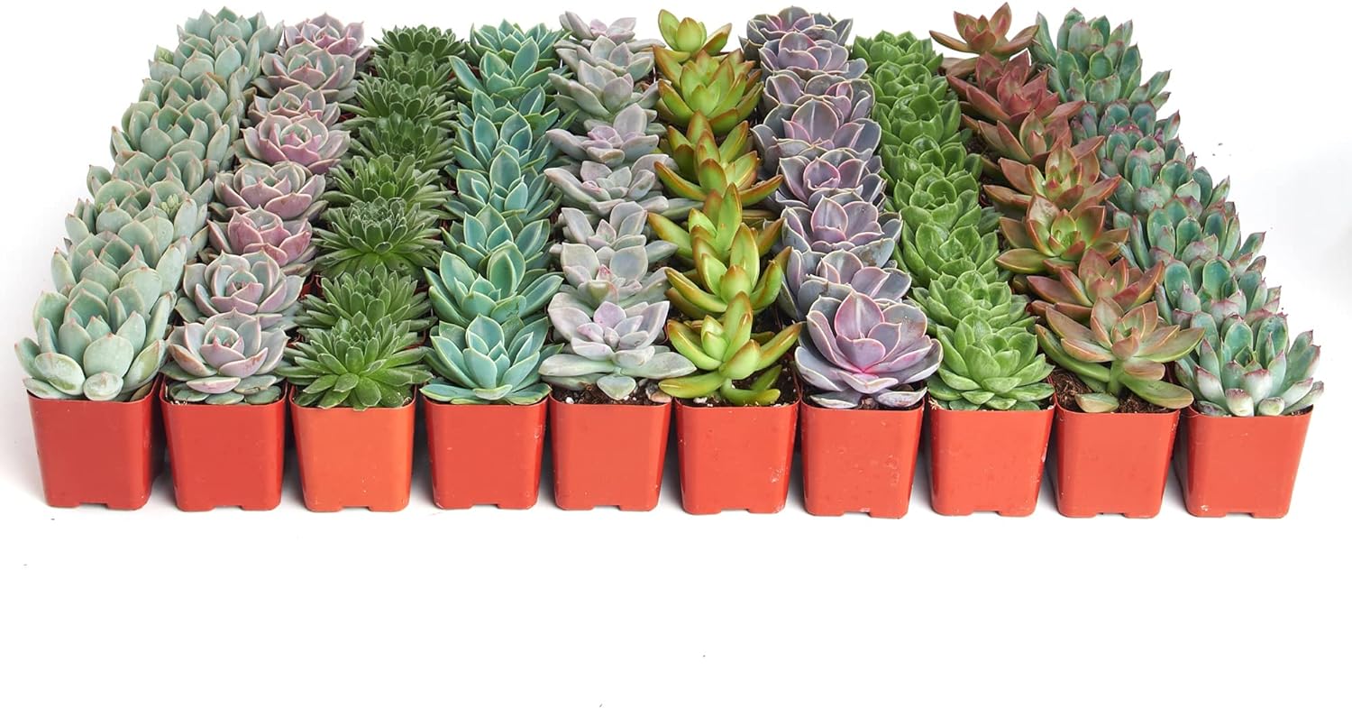 Rosette Succulent Collection