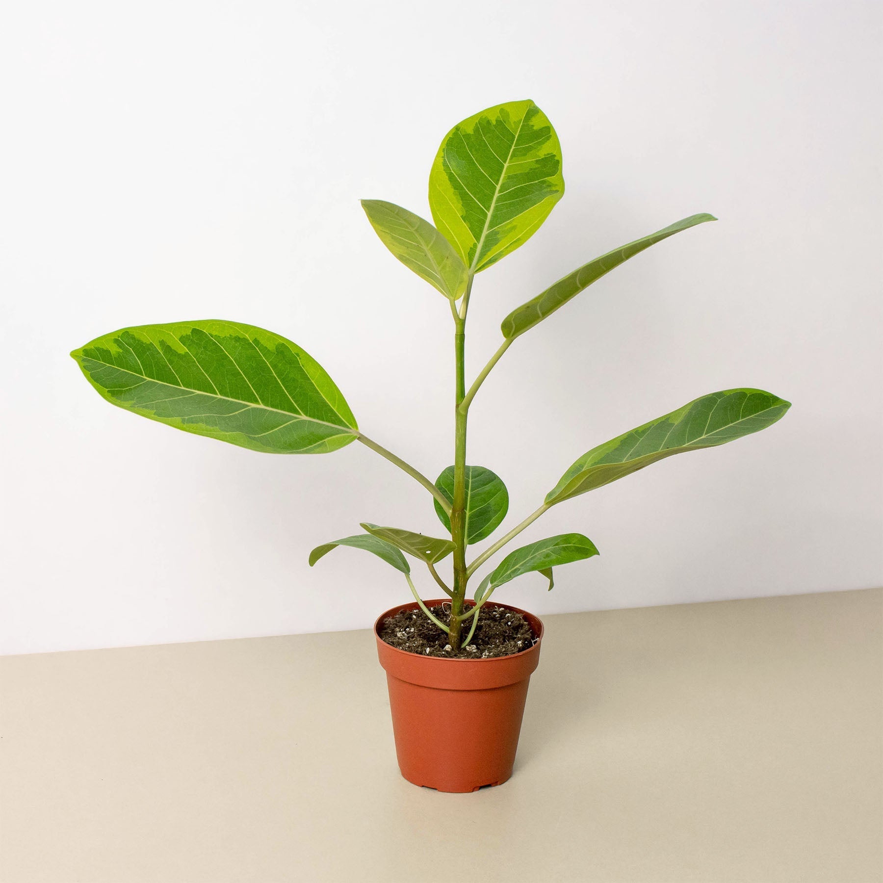 ficus altissima variegata Ficus Altissima 'Yellow Gem' 4