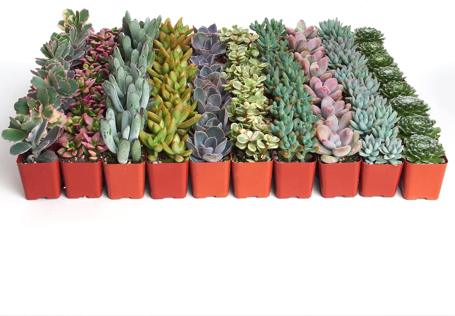 Pastel Mini Succulent Collection