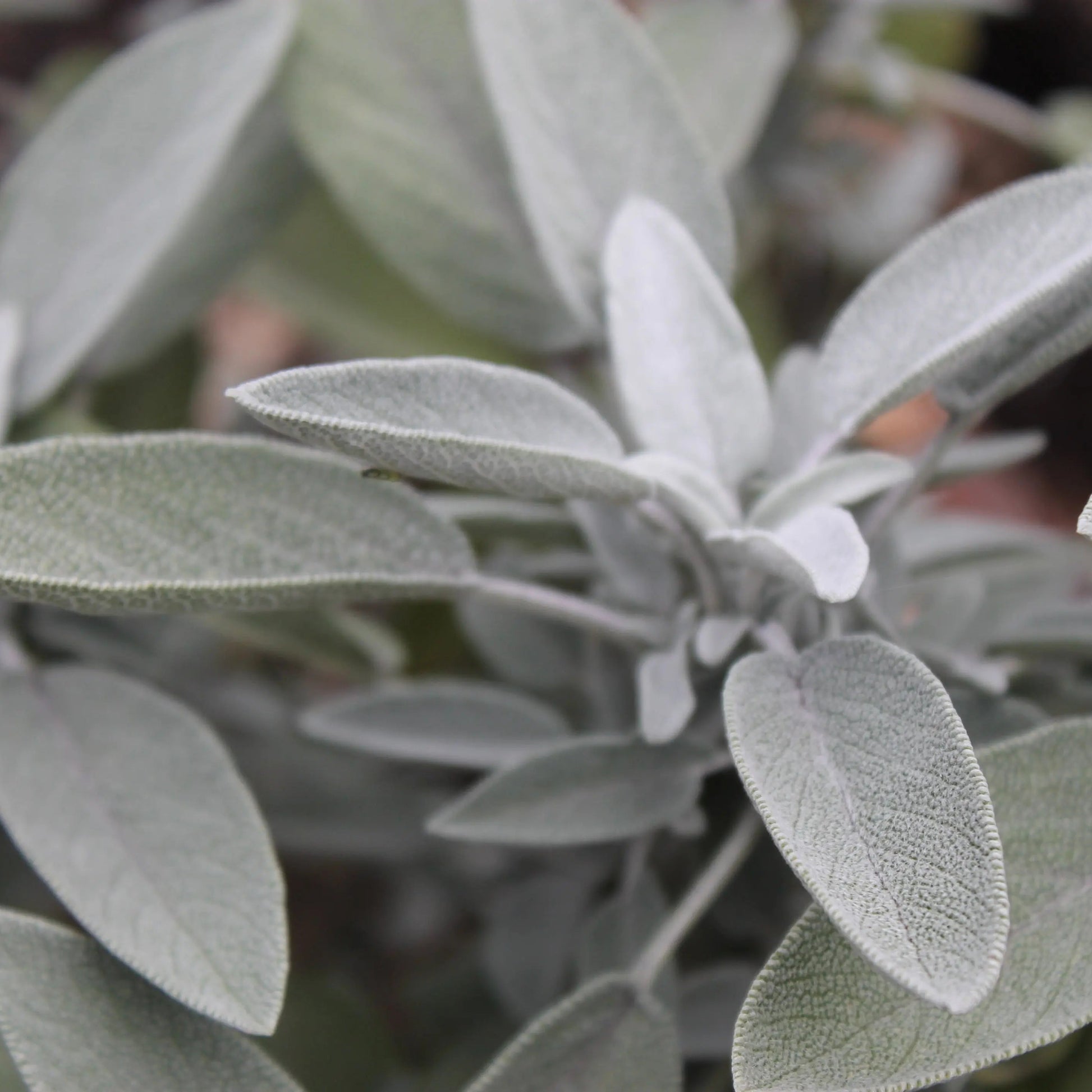 White sage salvia apiana