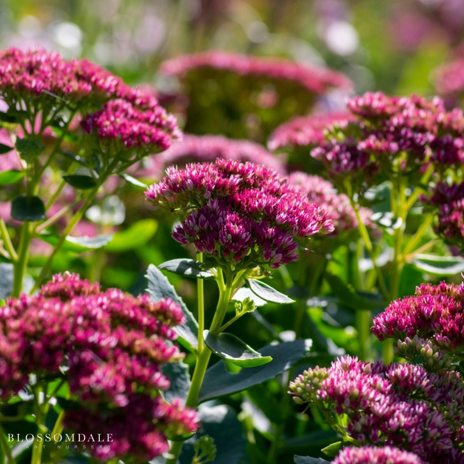 Sedum 'Autumn Joy'