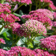 Sedum 'Autumn Joy'