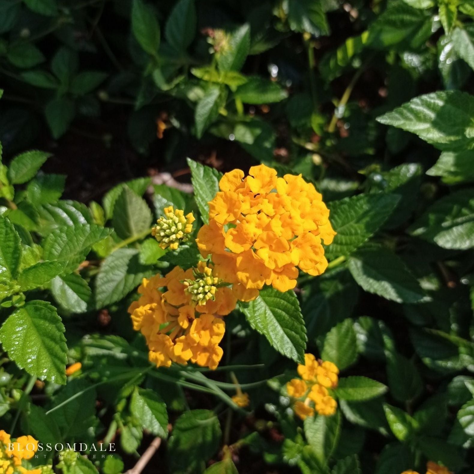 Lantana 'New Gold'