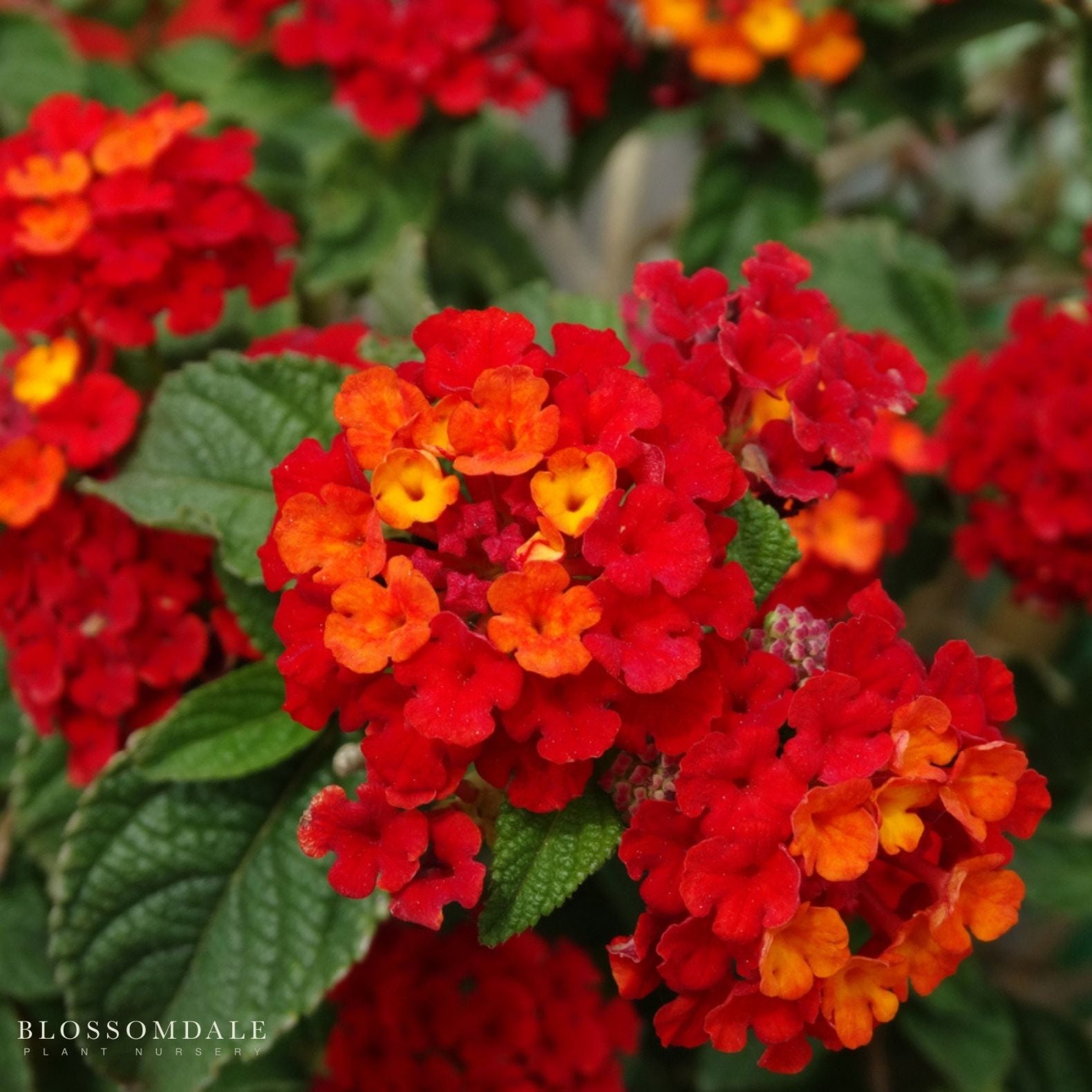 Lantana 'Dallas Red'