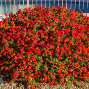 Lantana 'Dallas Red'