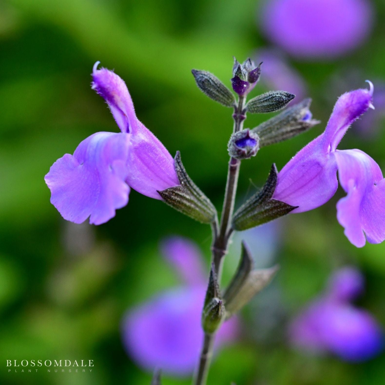 Salvia Greggii 'Mesa Azure'