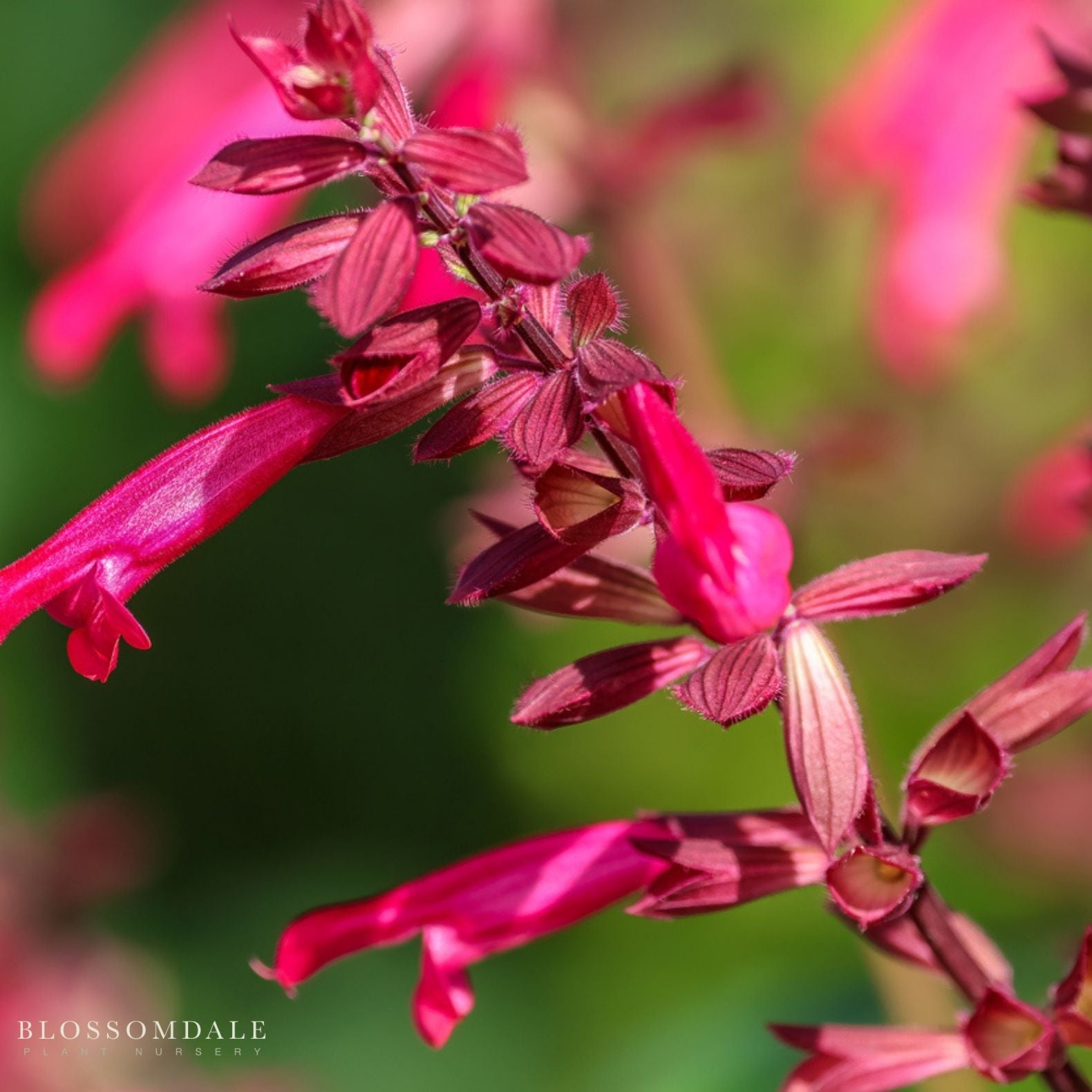 Salvia 'Wendy's Wish'