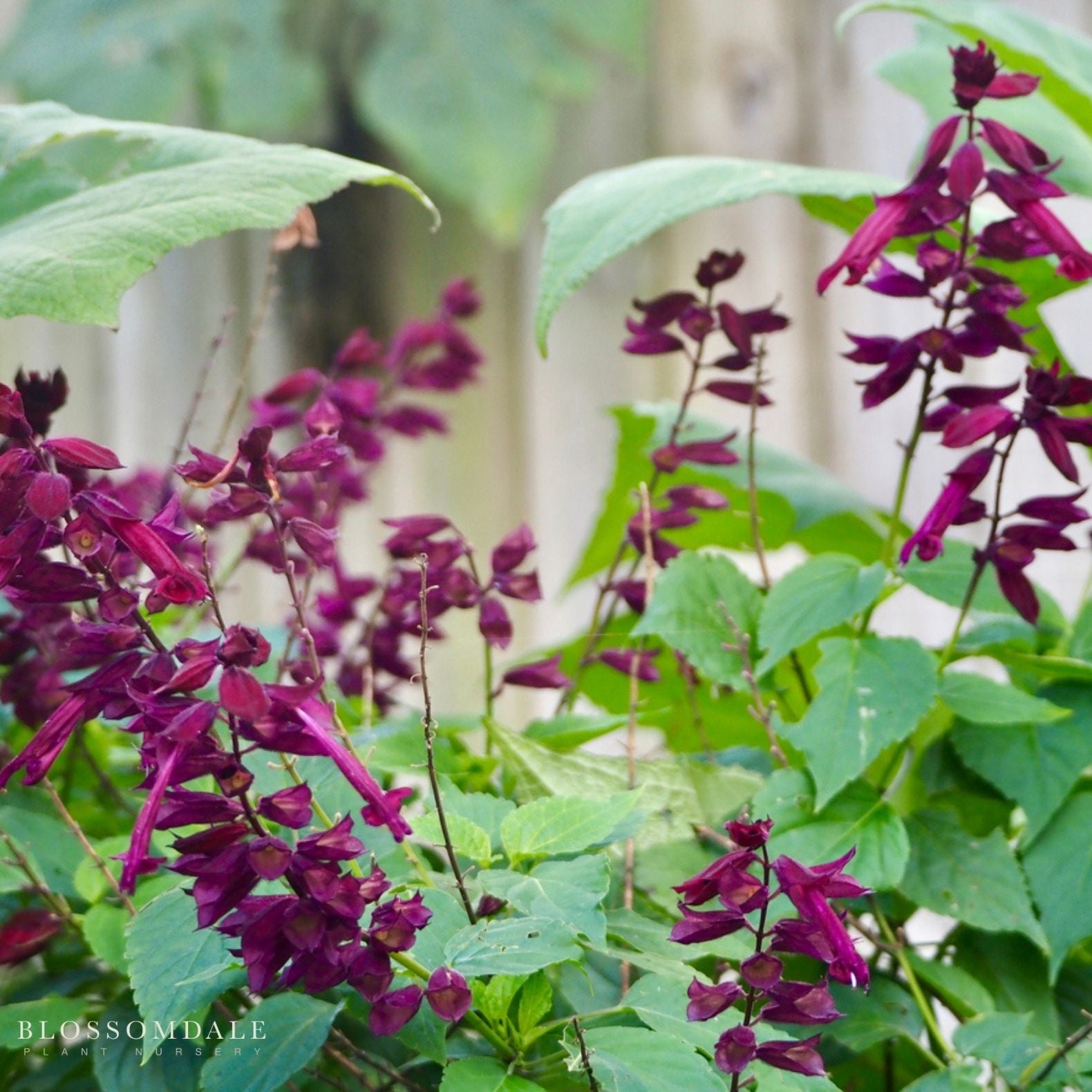 Salvia 'Wendy's Wish'
