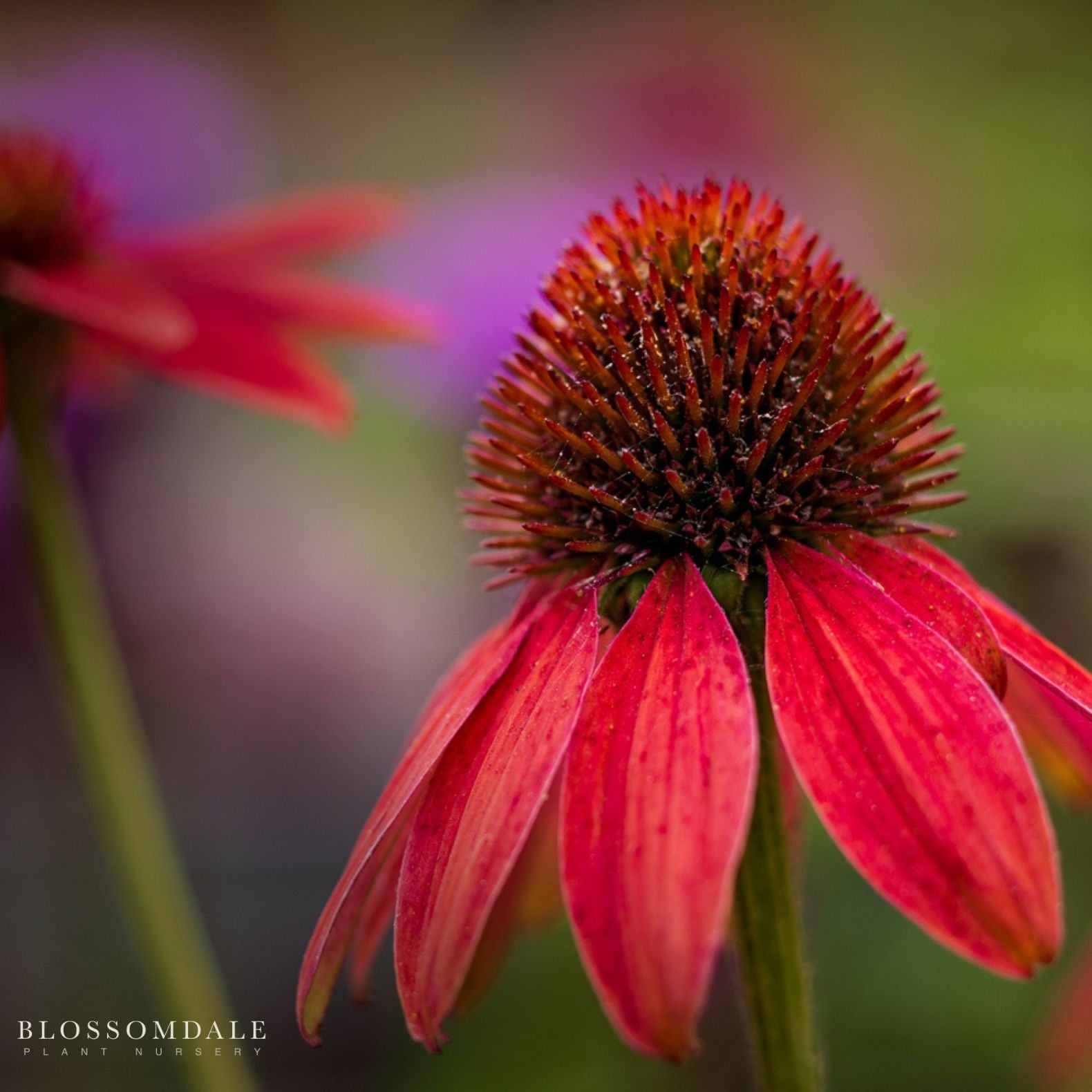Echinacea Sombreo 'Baja Burgundy'