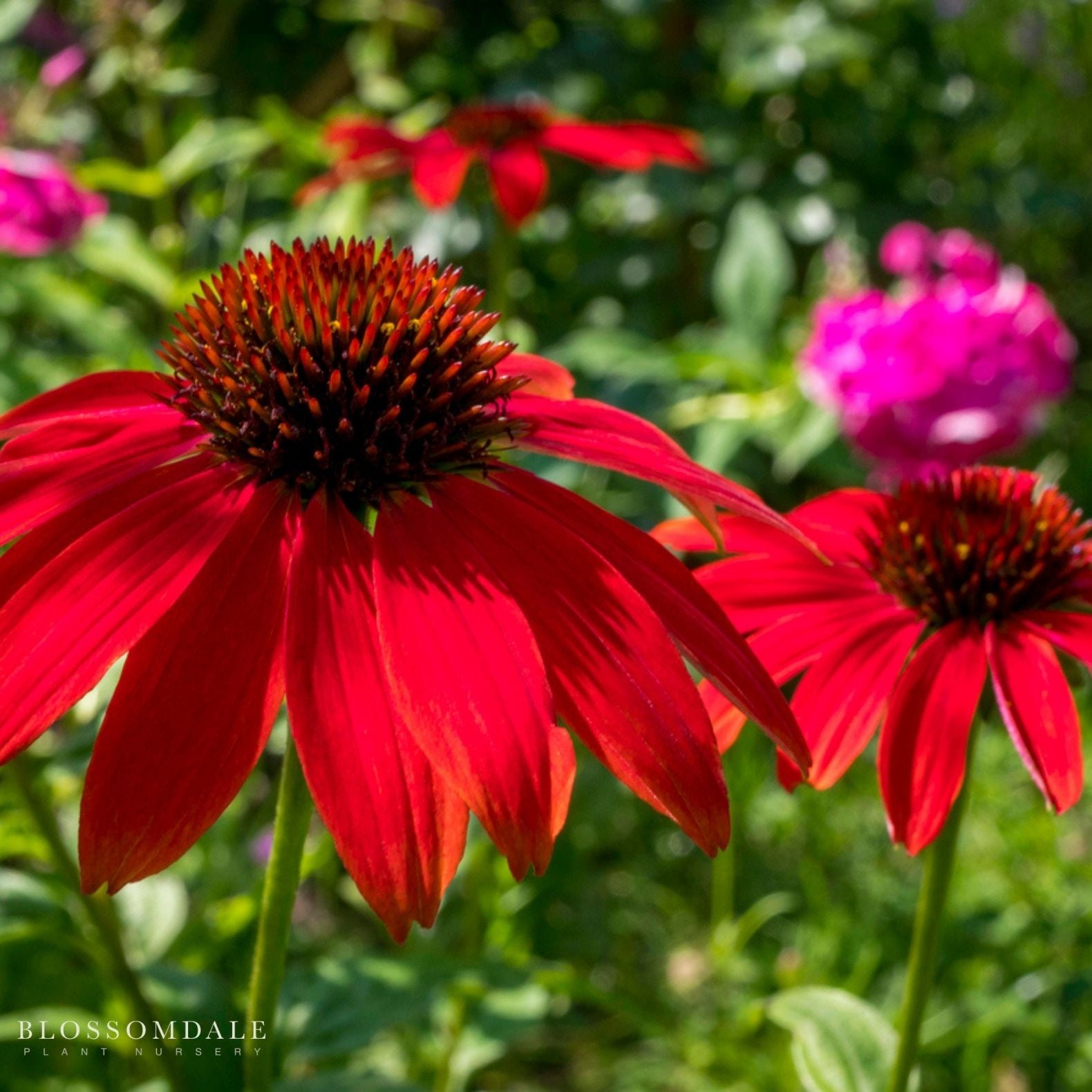 Echinacea Sombreo 'Baja Burgundy'