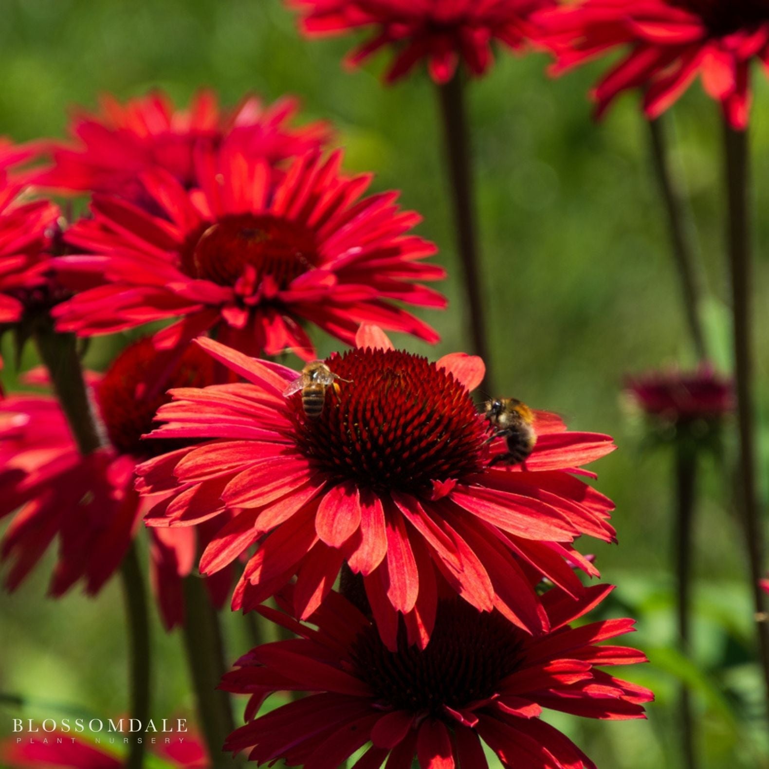 Echinacea Sombreo 'Baja Burgundy'