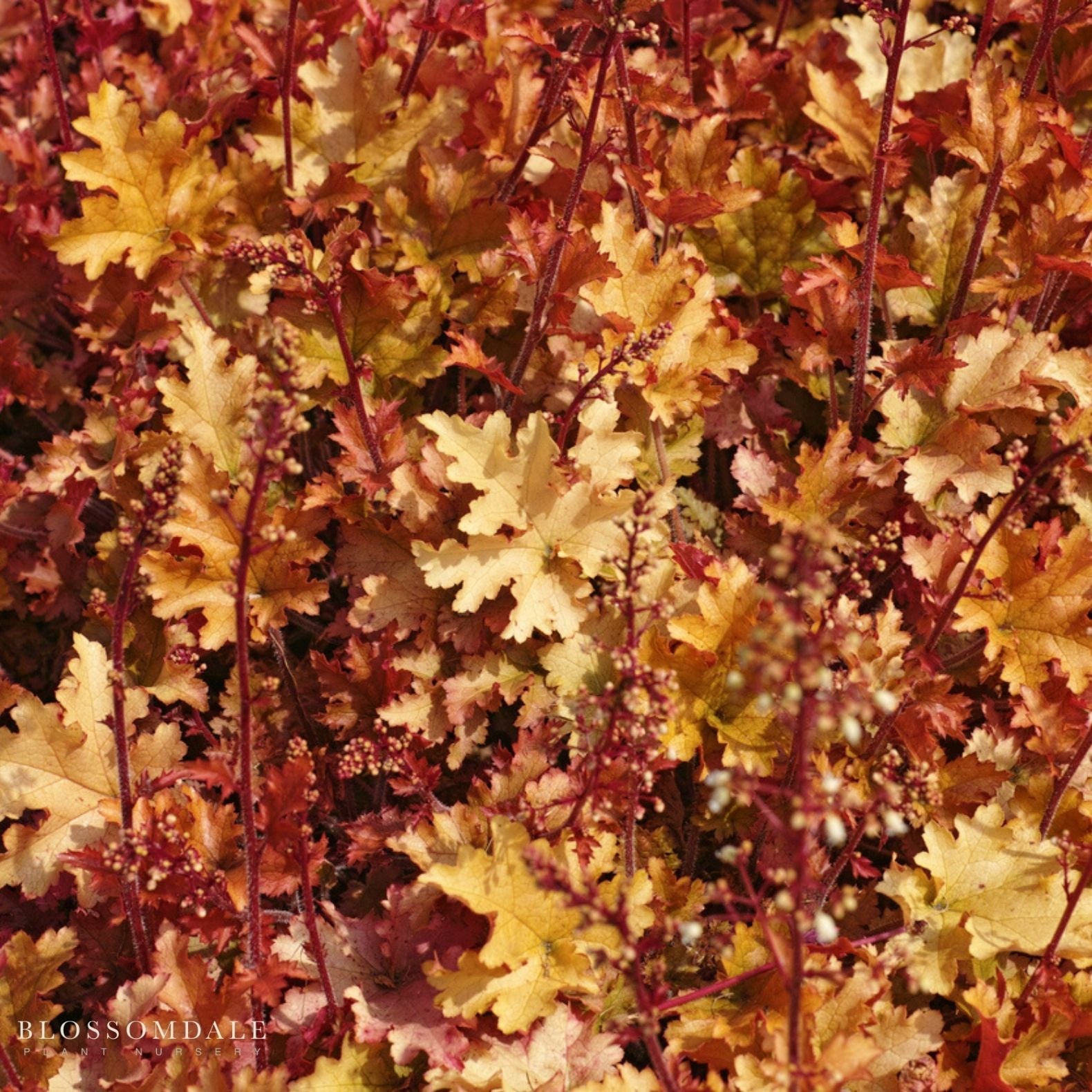 Heuchera 'Marmalade'