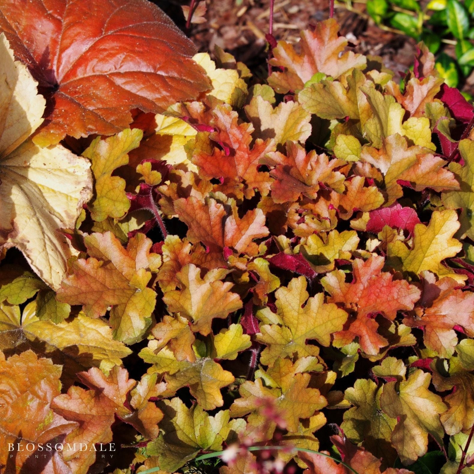 Heuchera 'Marmalade'