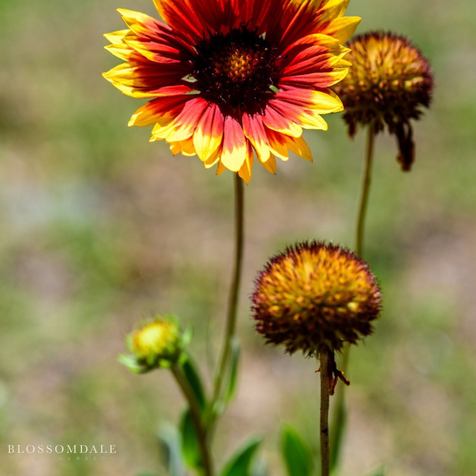 Gaillardia 'Arizona Sun'
