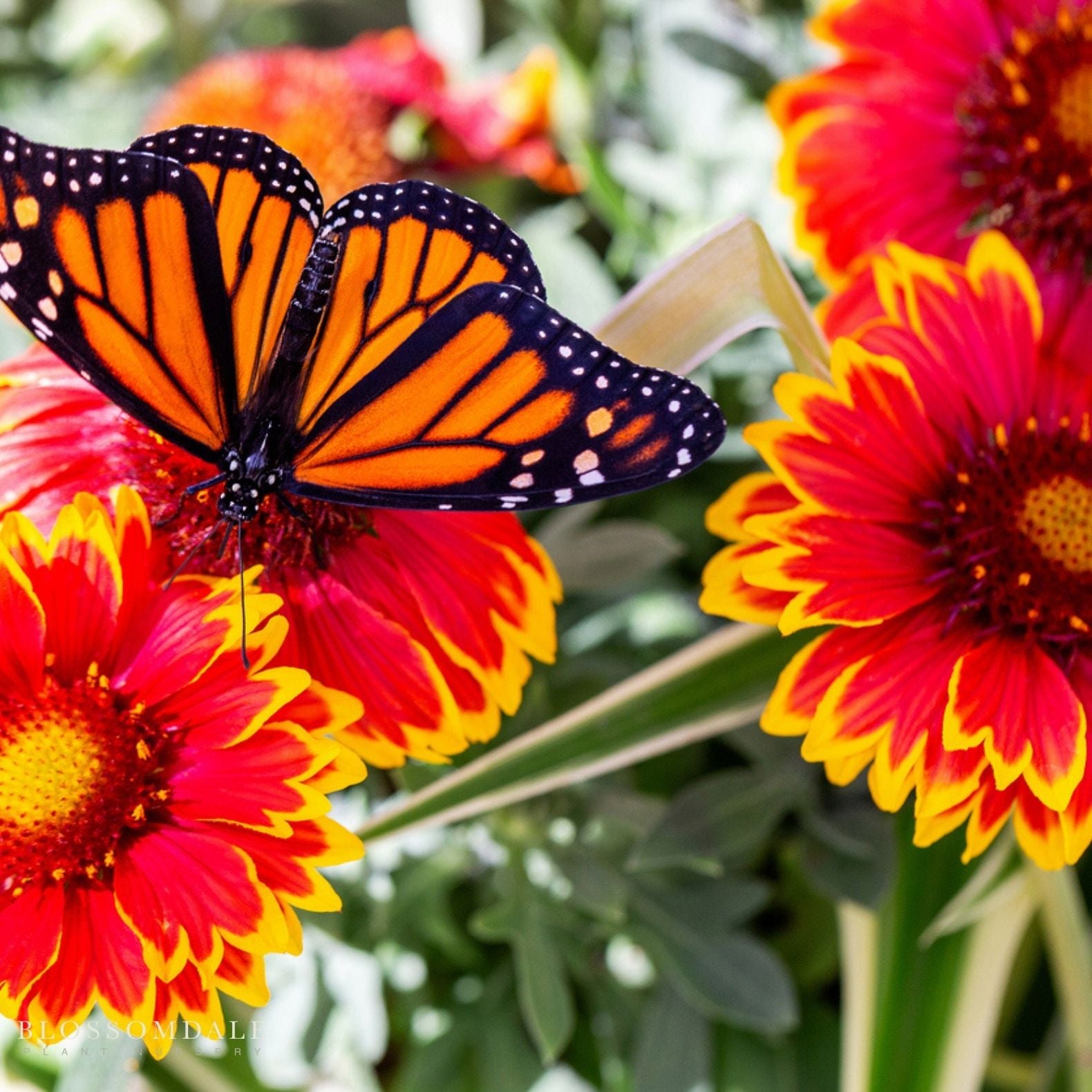 Gaillardia 'Arizona Sun'