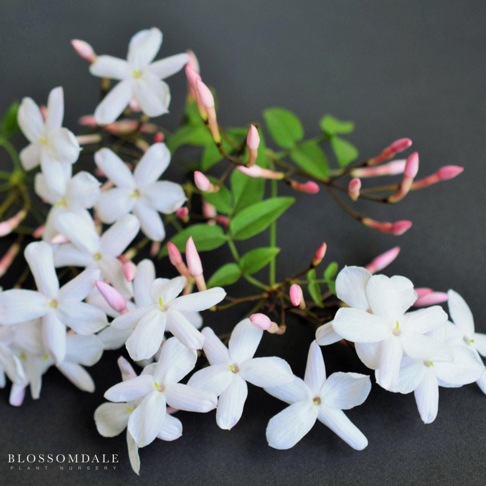 Jasminum Polyanthum