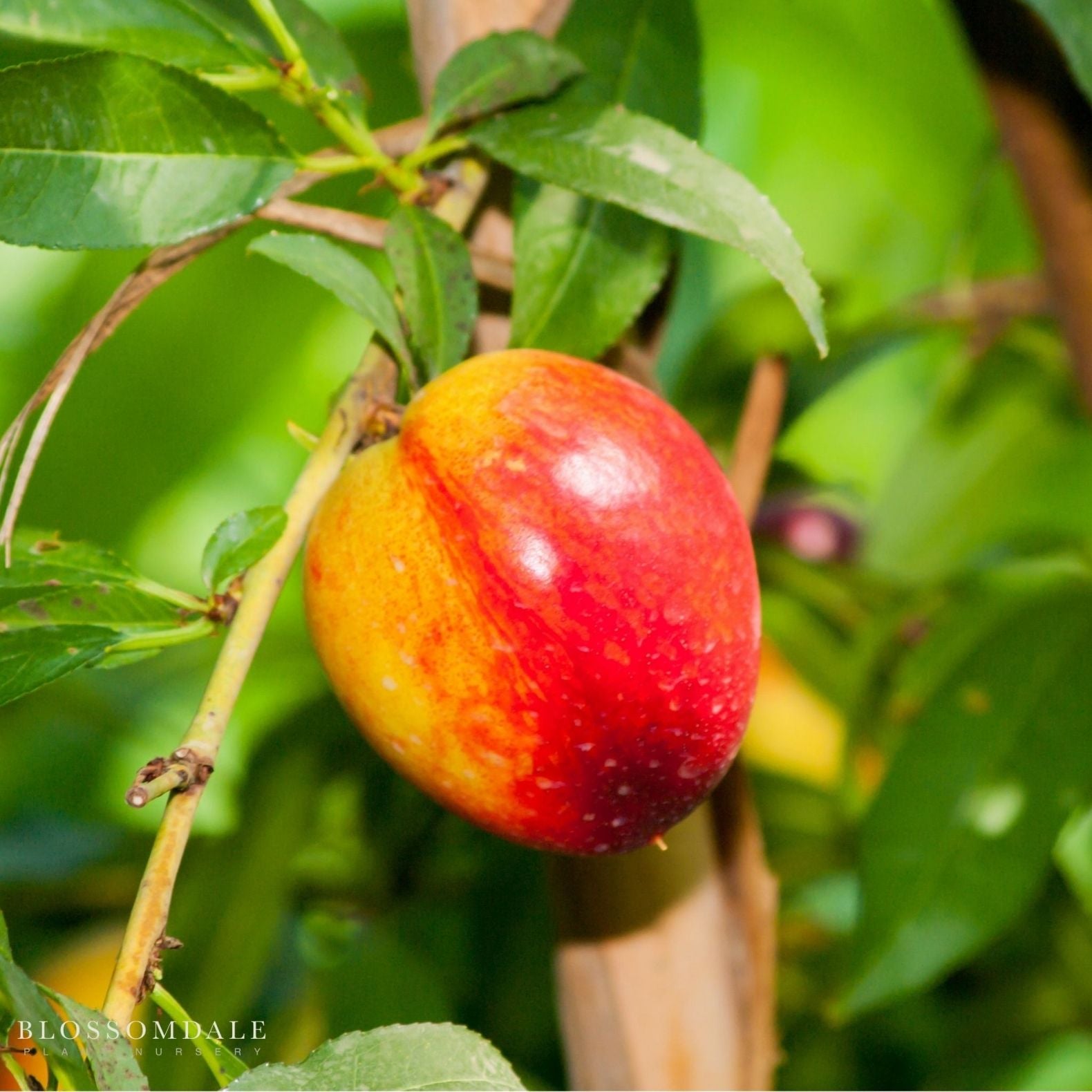 Semi Dwarf Arctic Glo Nectarine Tree