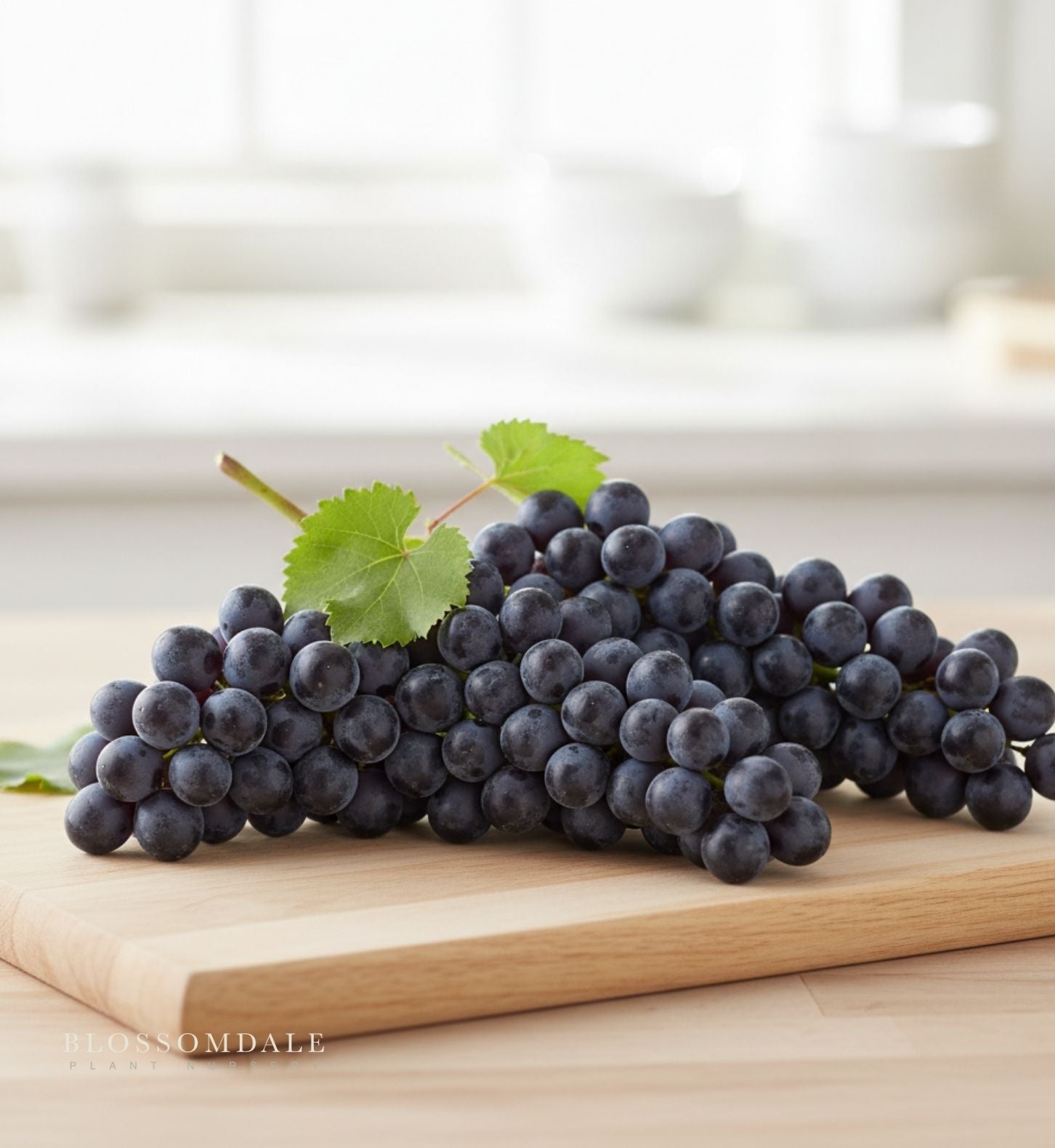 Concord Seedless Table Grape Vine
