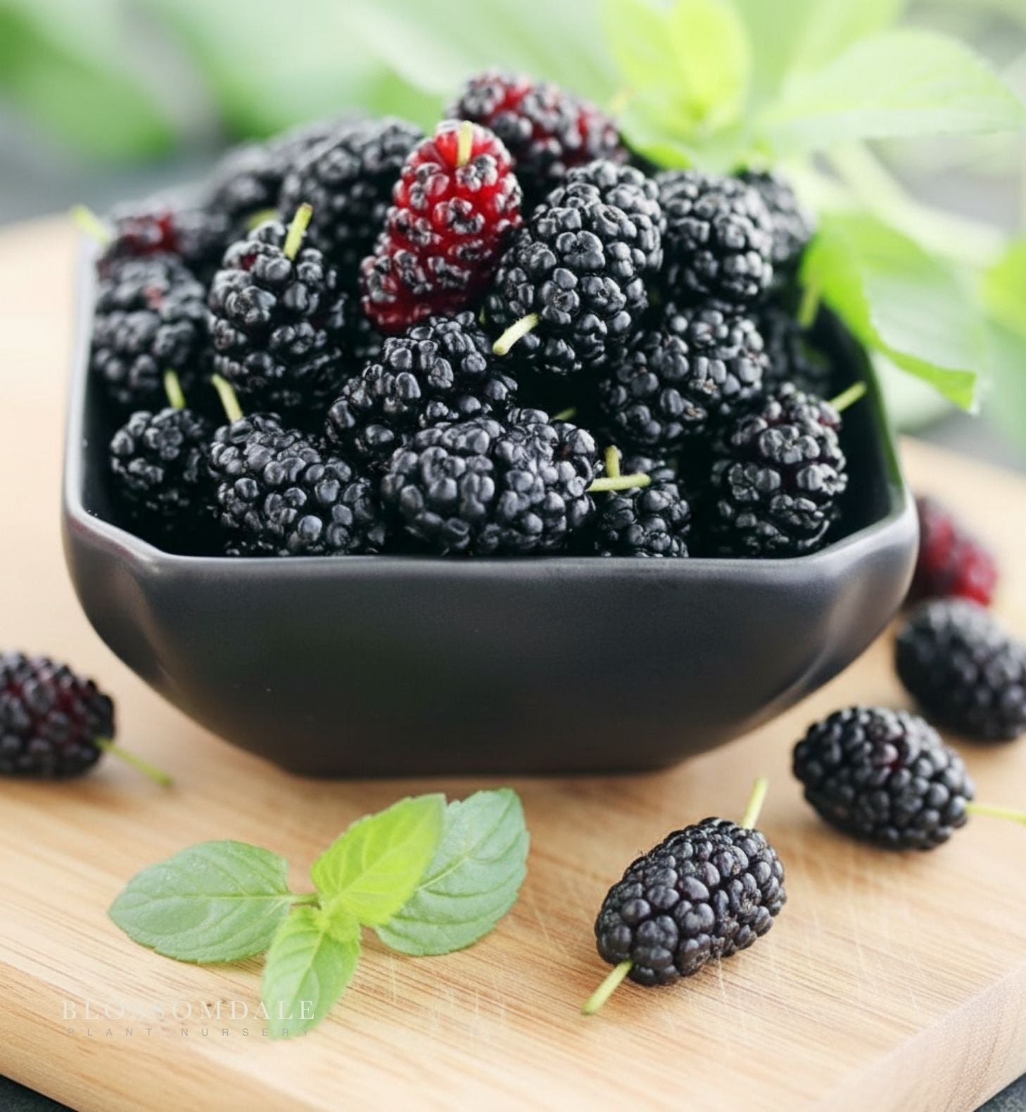 Dwarf Black Mulberry Shrub