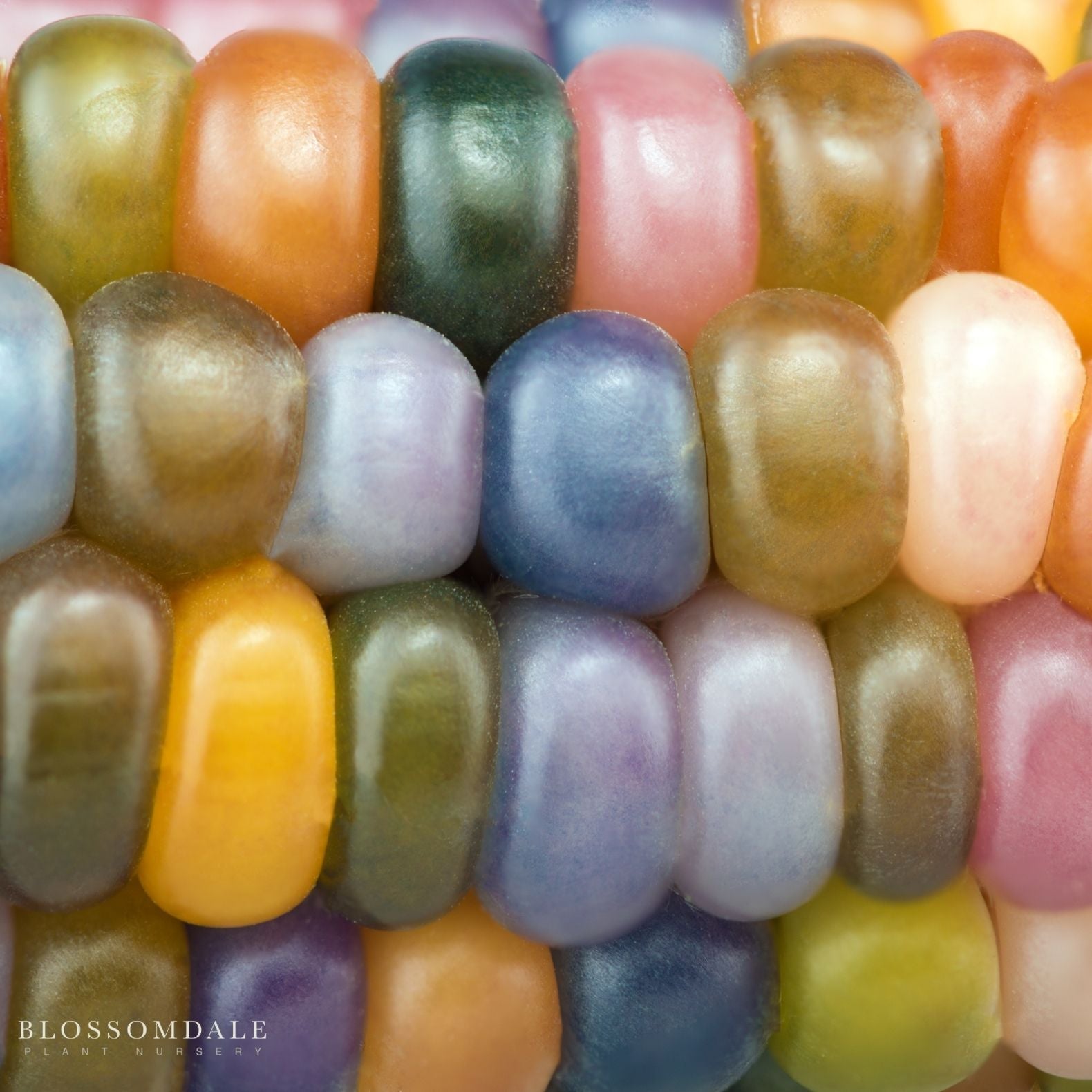 Glass Gem Corn Seeds