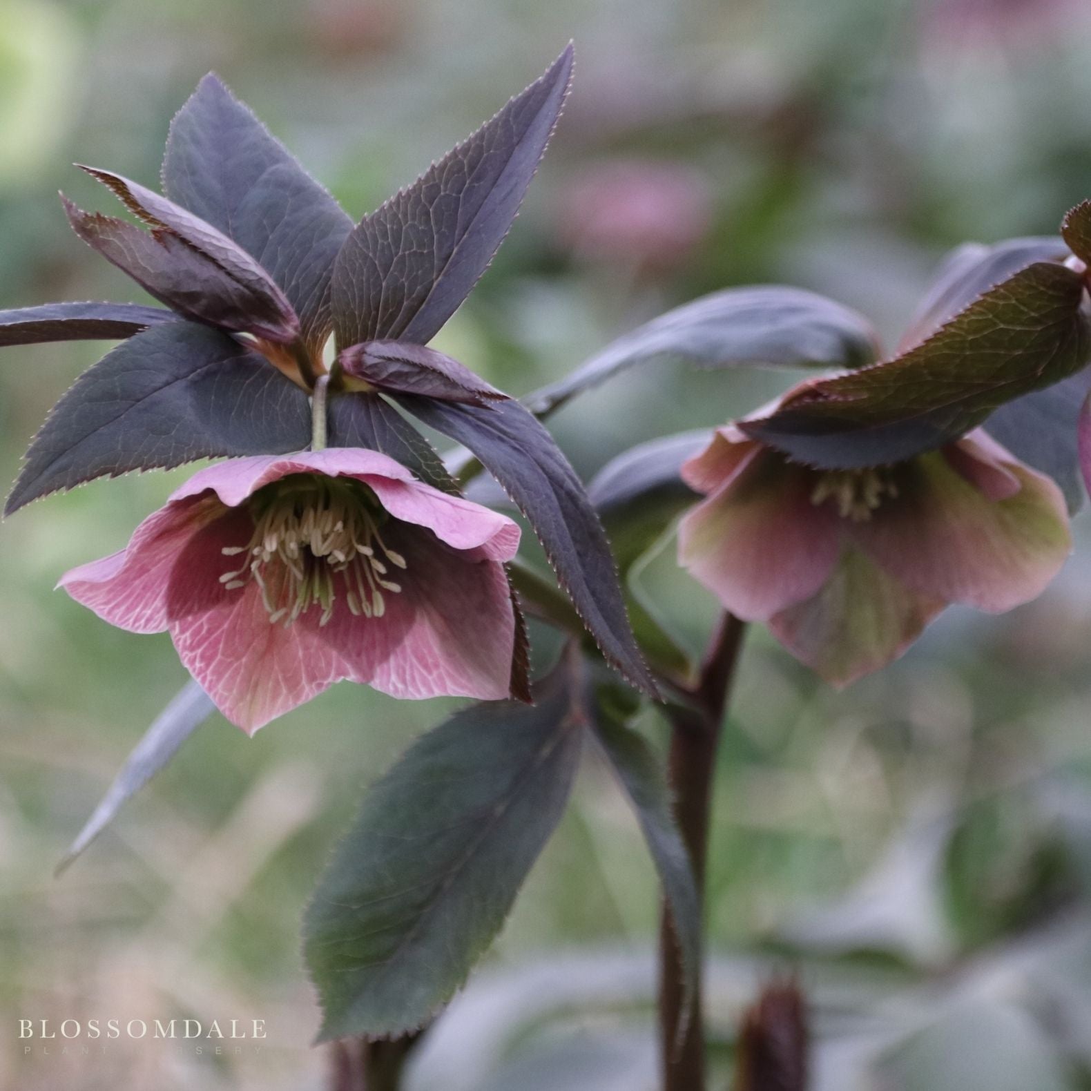 Lenten Rose