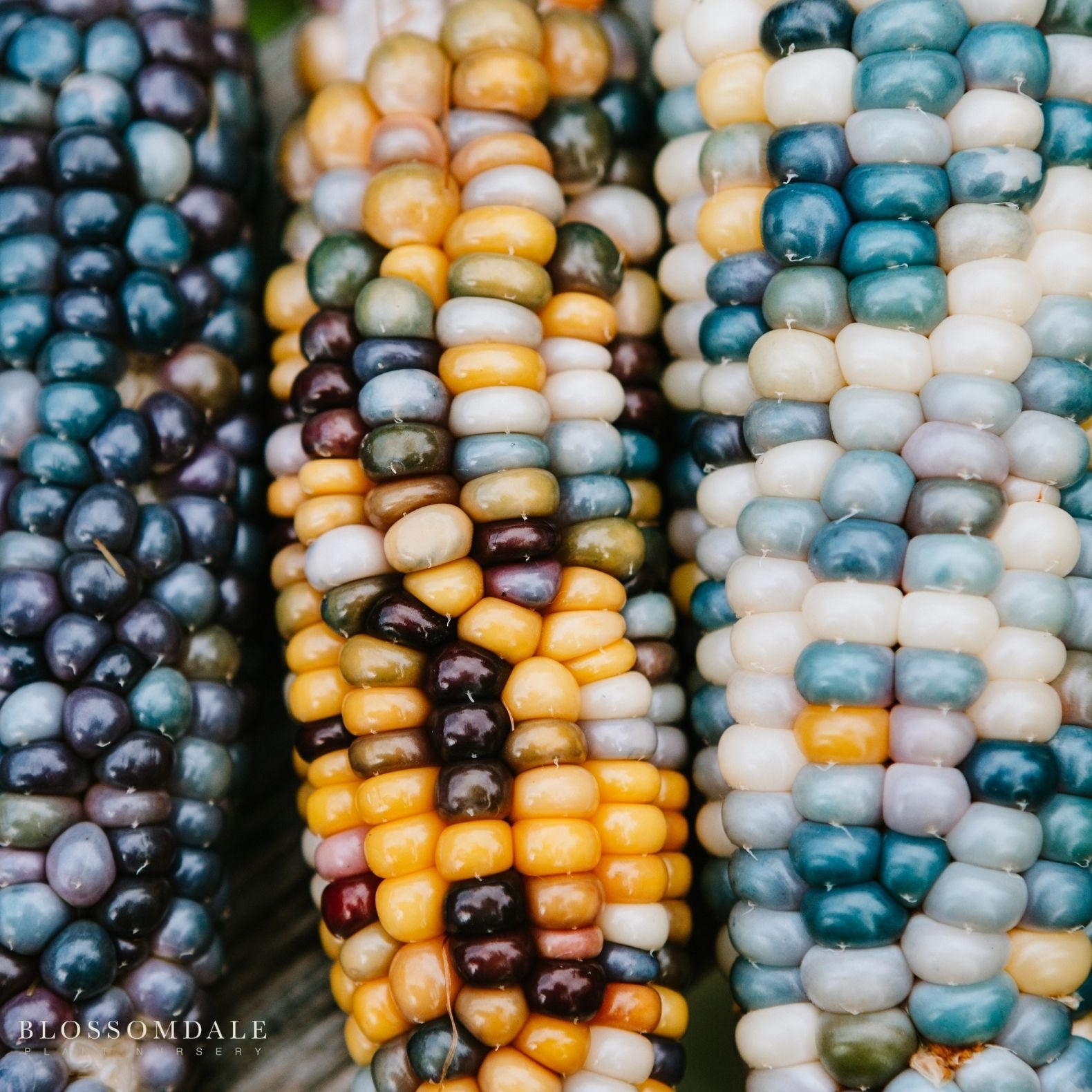Glass Gem Corn Seeds