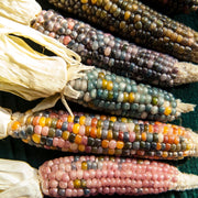 Glass Gem Corn Seeds