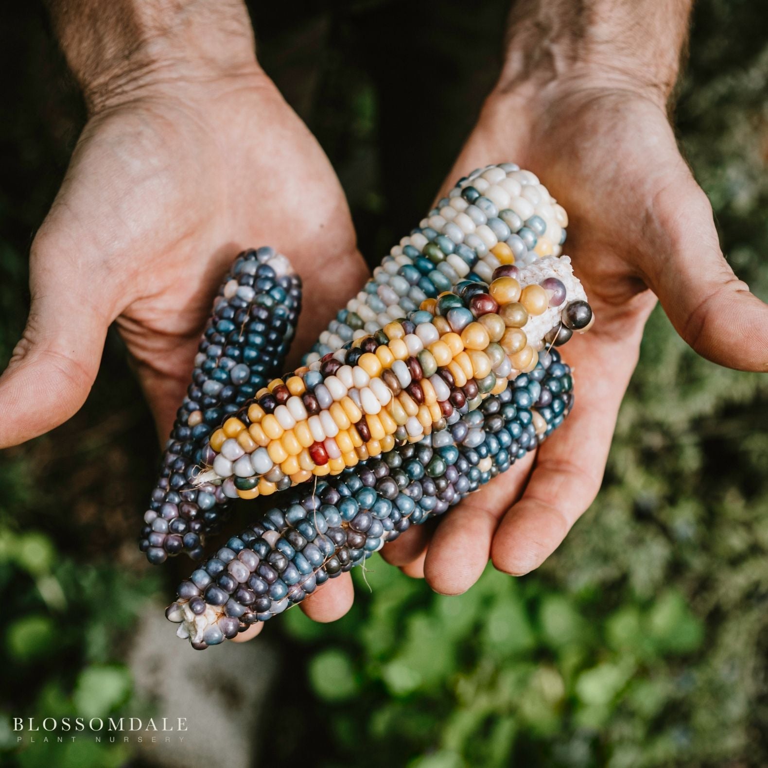 Glass Gem Corn Seeds