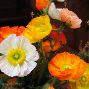 Champagne Bubbles Hybrid Mix Poppy Seeds