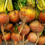 Golden Detroit Beet Seeds