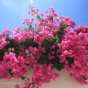 Barbara Karst Bougainvillea
